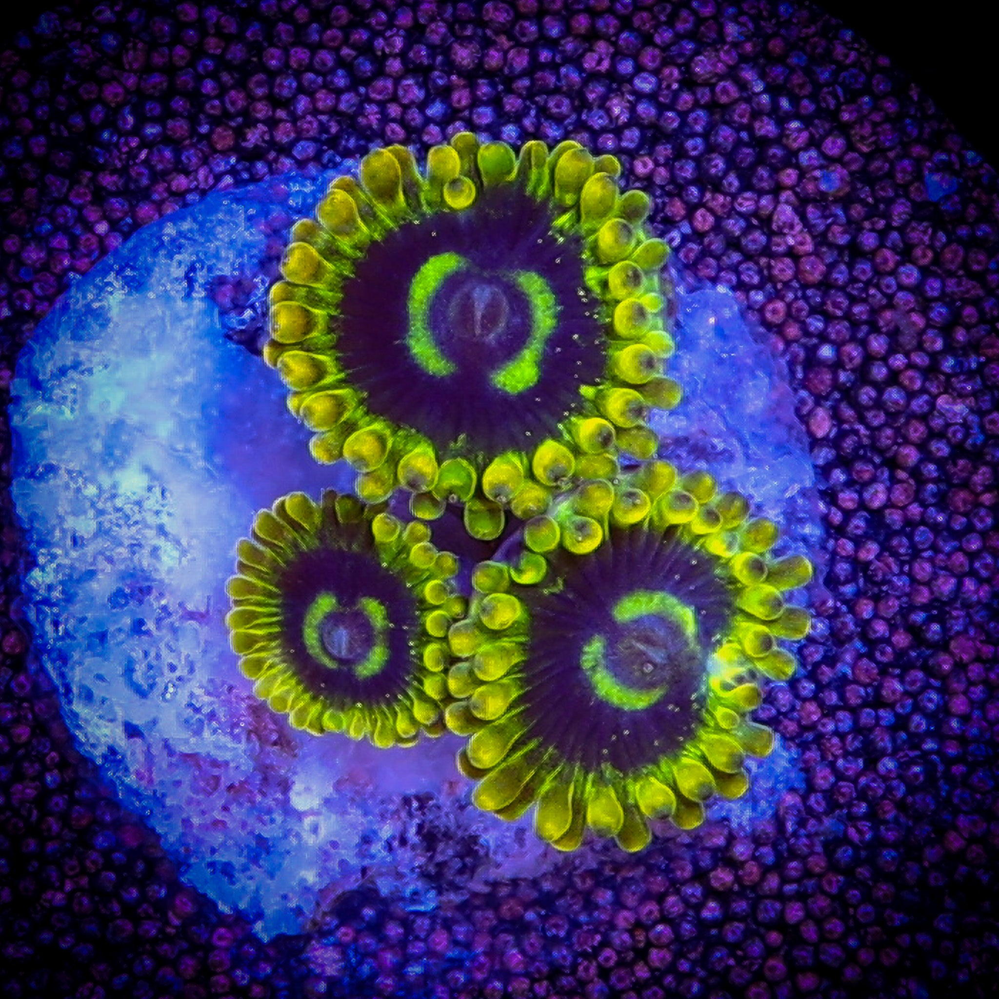 RAINBOW YODA ZOA