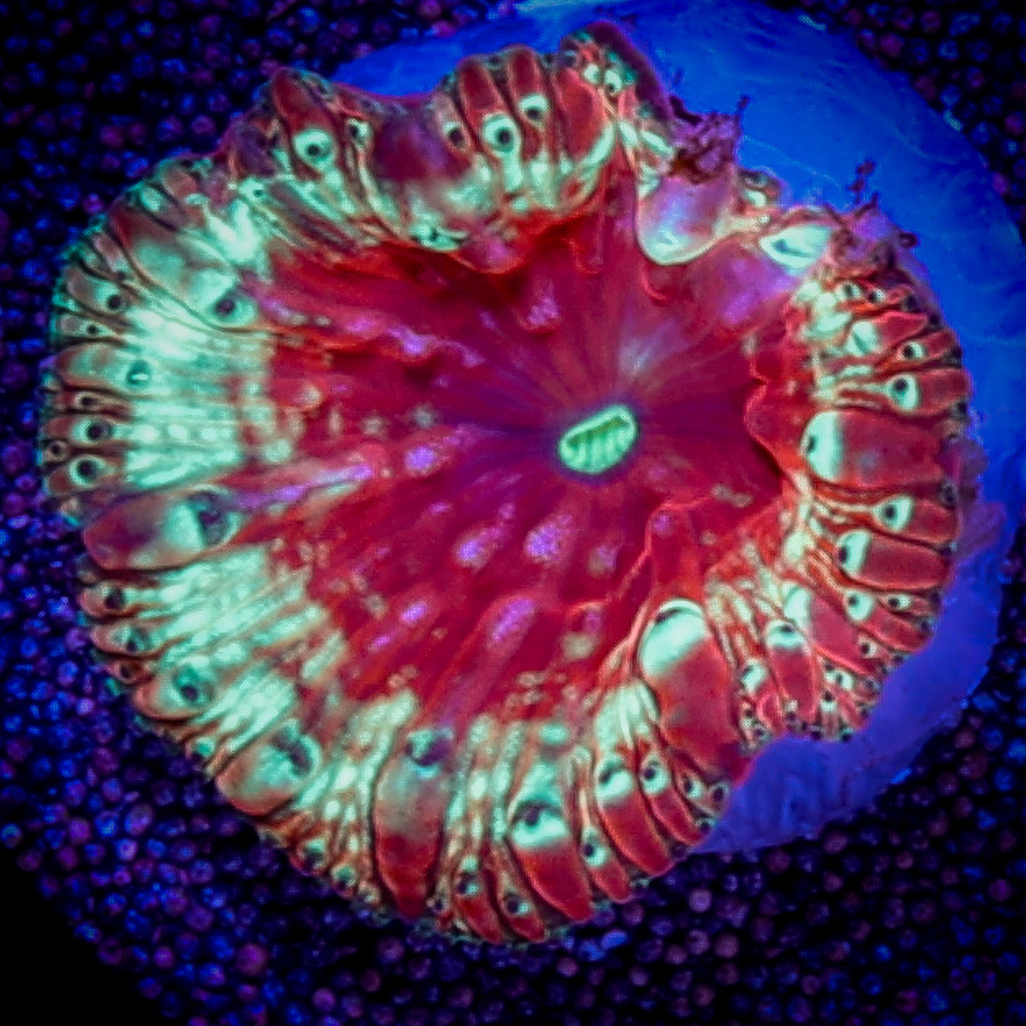 NEON GREEN RIM BLASTOMUSSA