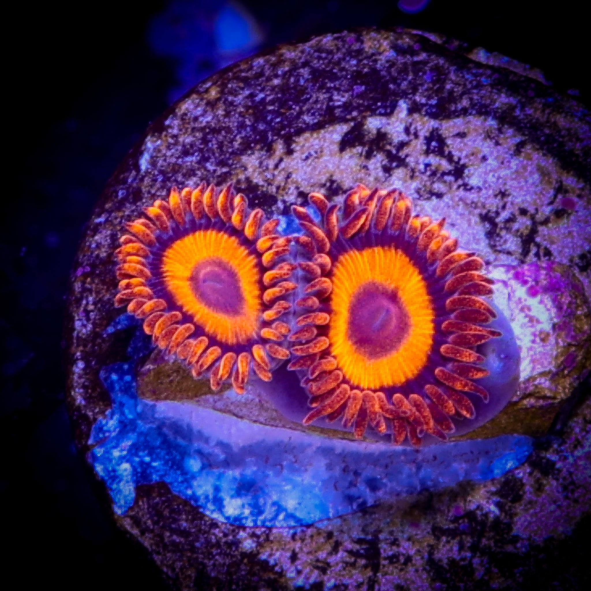 ORANGE OXIDE ZOA