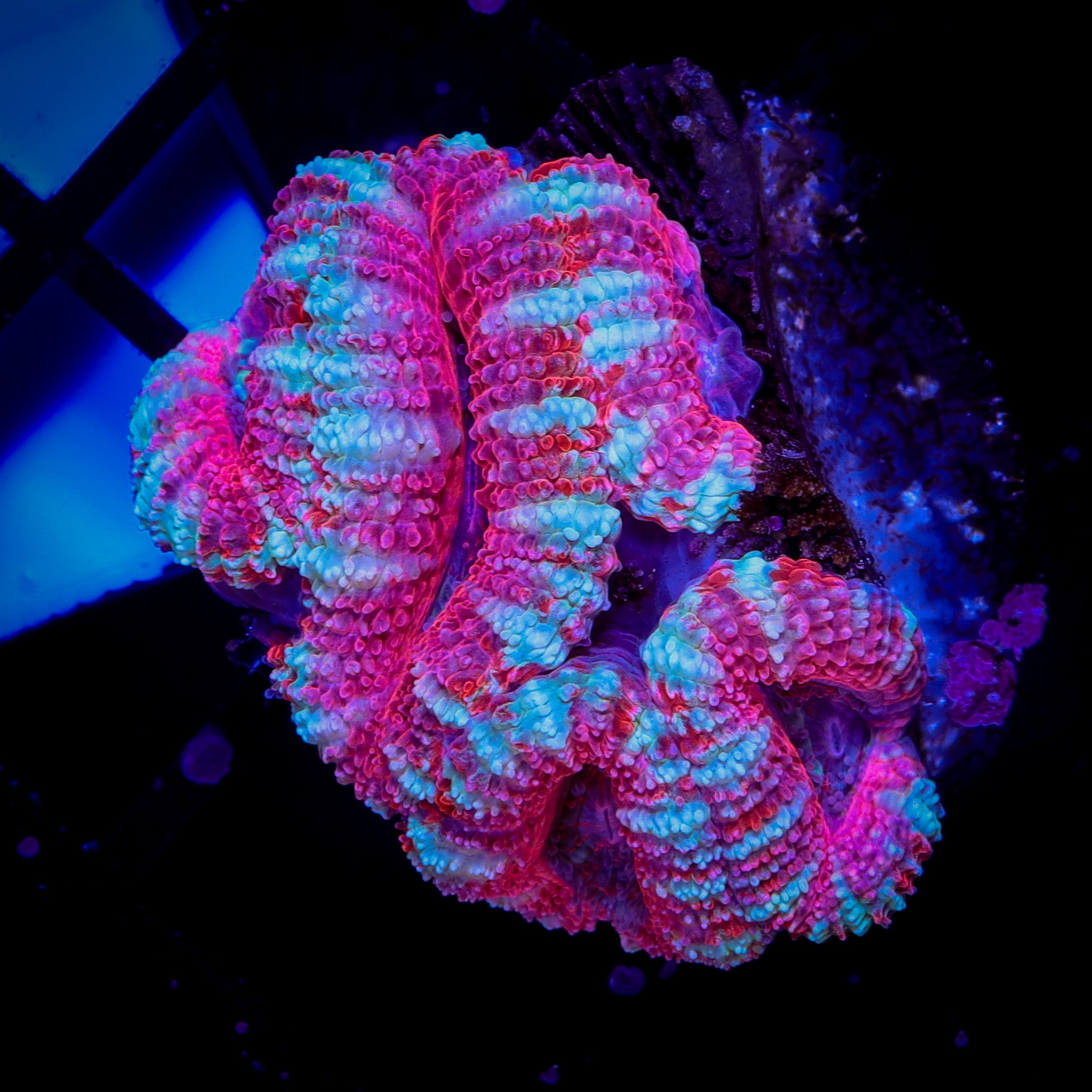 COTTON CANDY ACAN