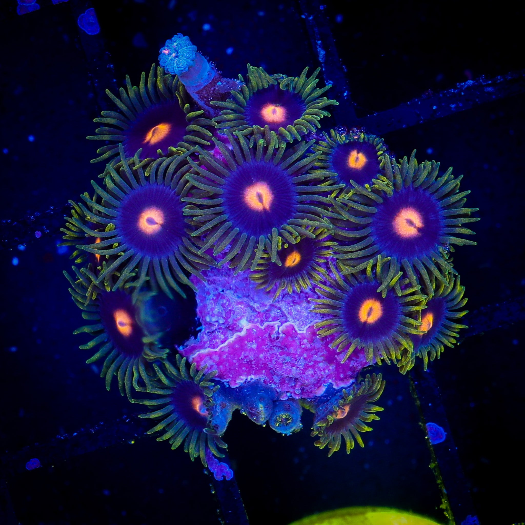 BLOW POP ZOA