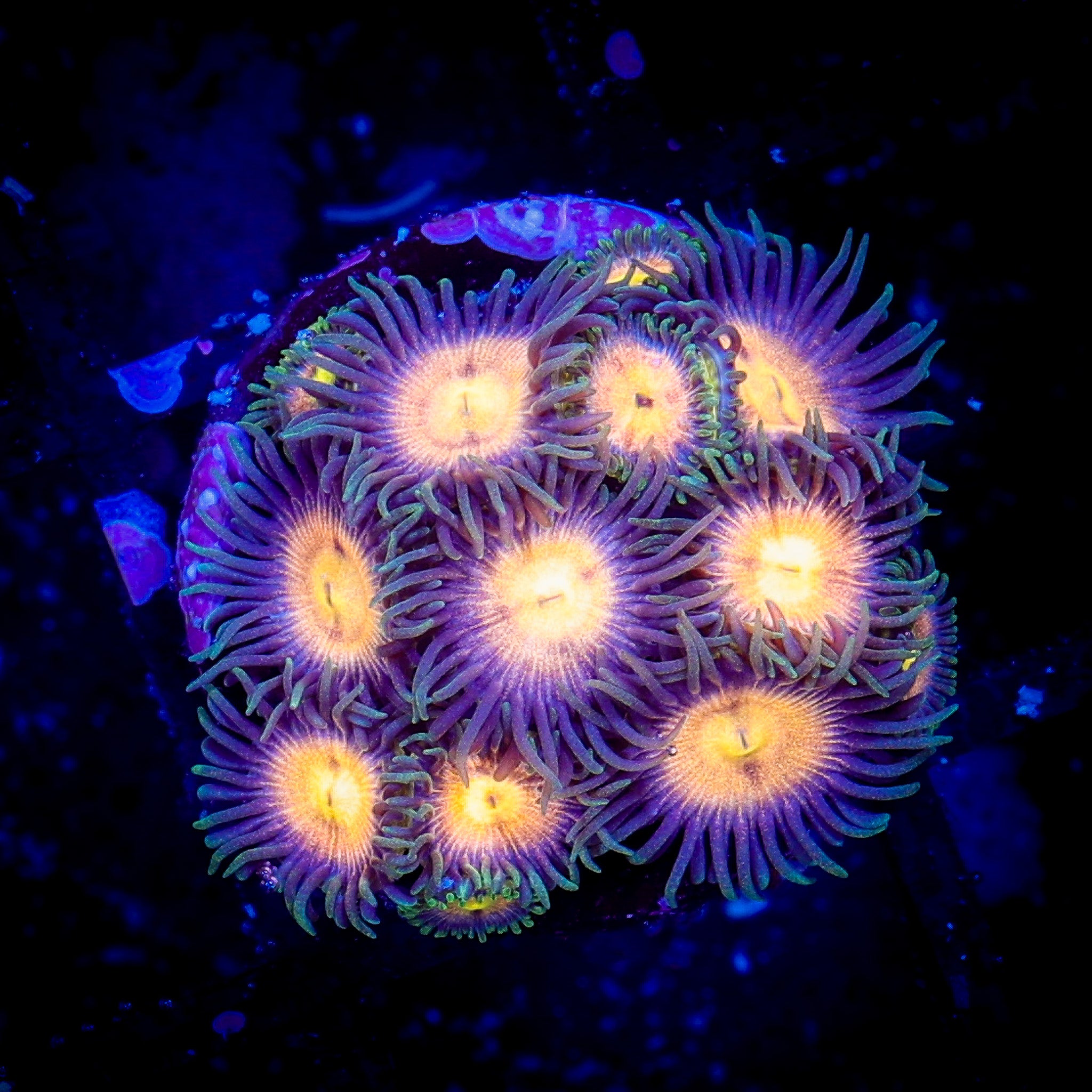 BURNING MAN ZOA