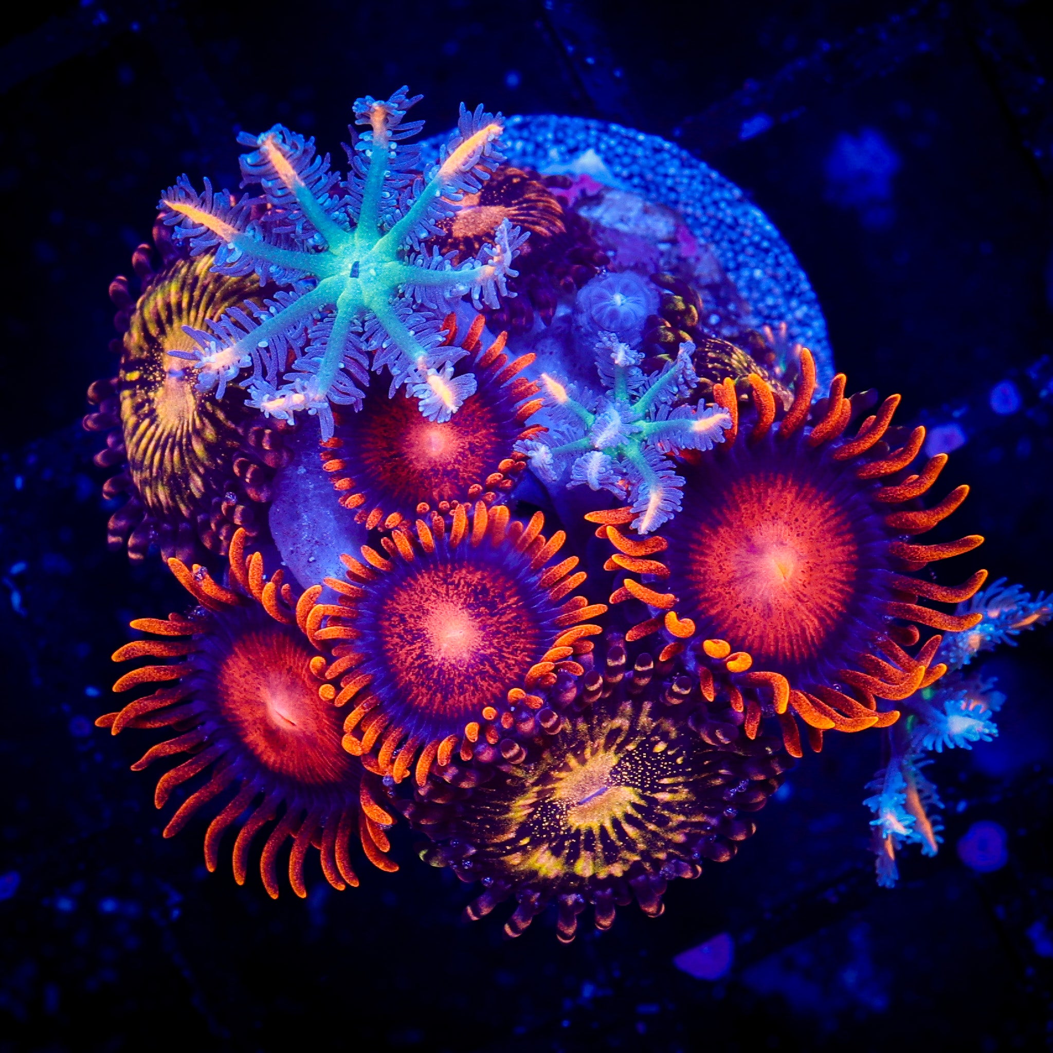 FIREWORKS CLOVE POLYP/BAM BAM/PANDORA ZOA COMBO