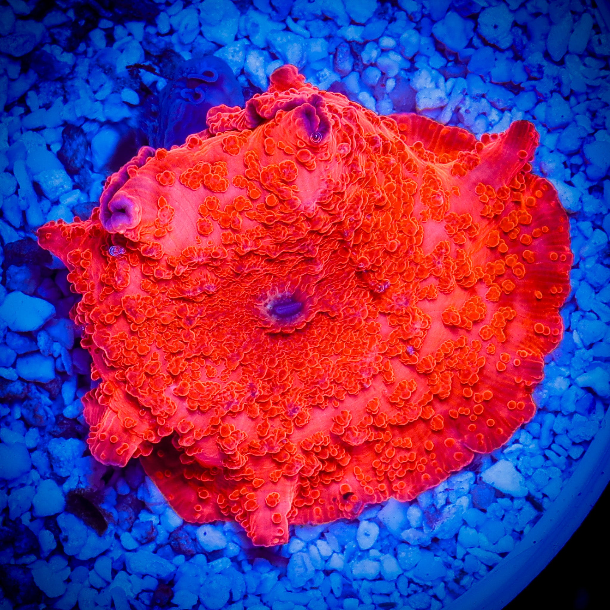 DEADPOOL BOUNCE MUSHROOM