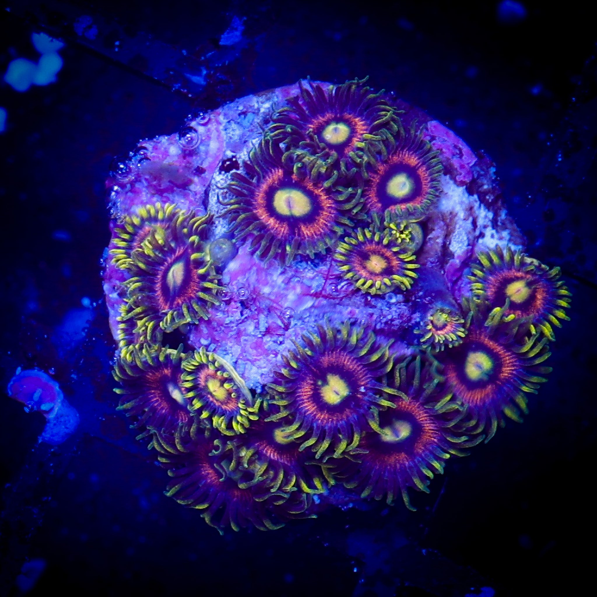 LASER LEMON ZOA MNI COLONY