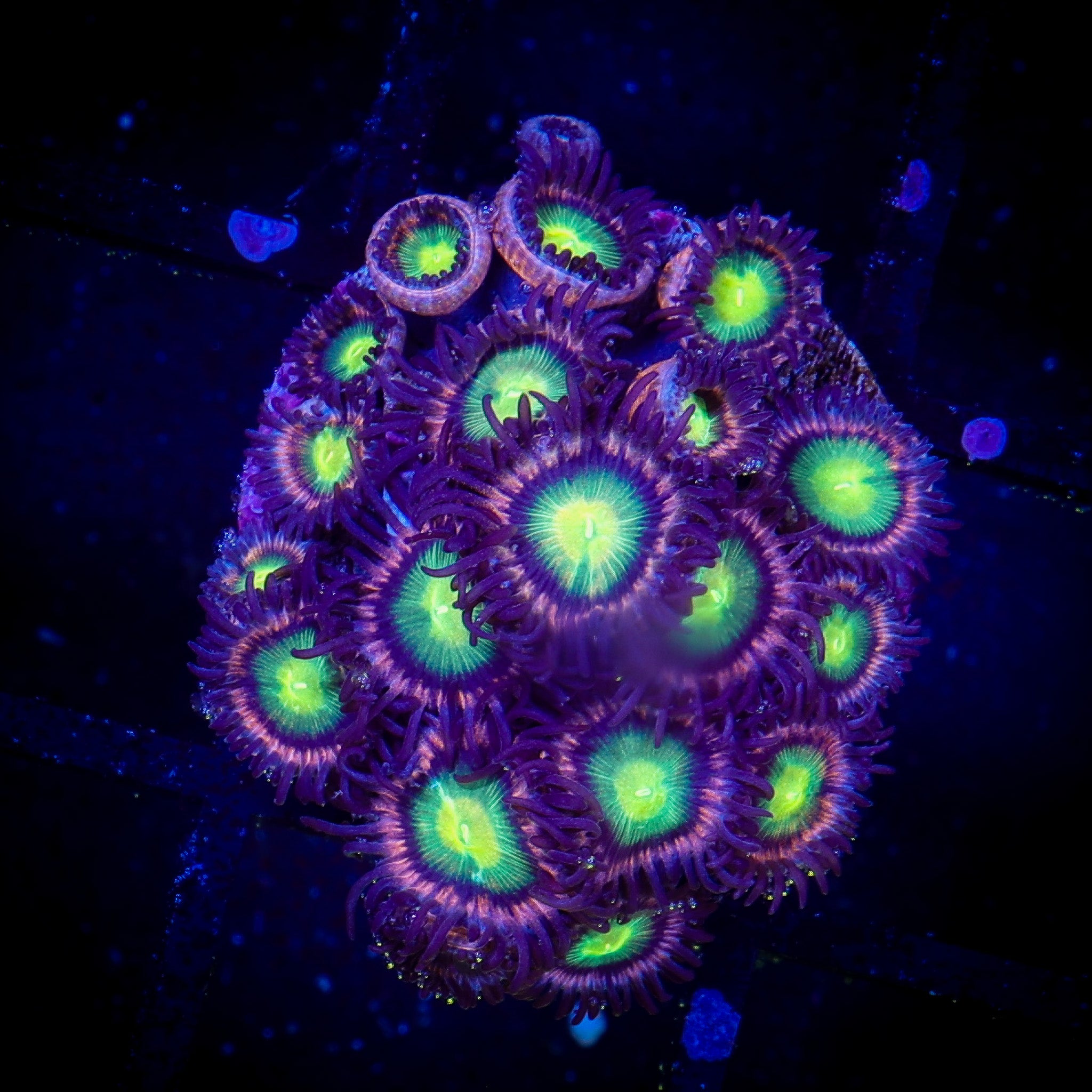 CANDY APPLE ZOA MINI COLONY