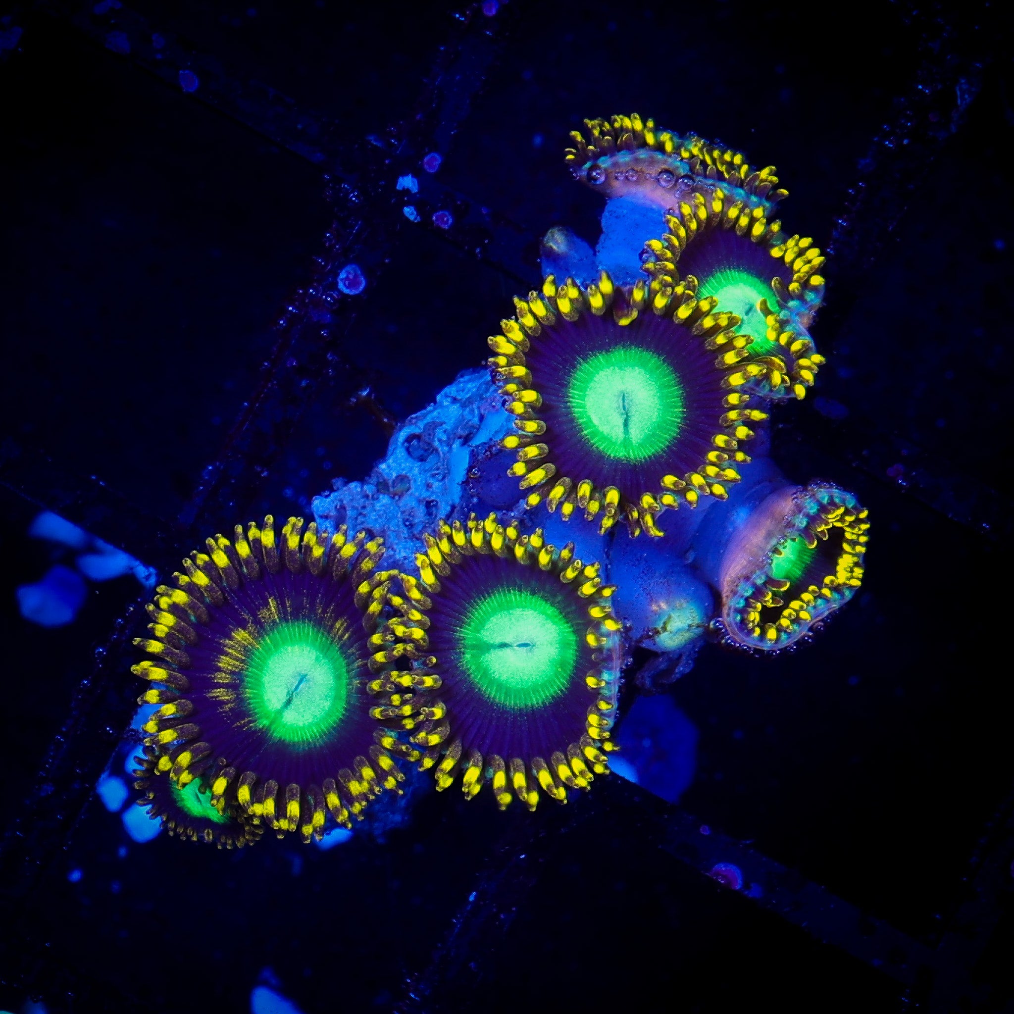 SUPER RADIOACTIVE DRAGON EYE ZOA