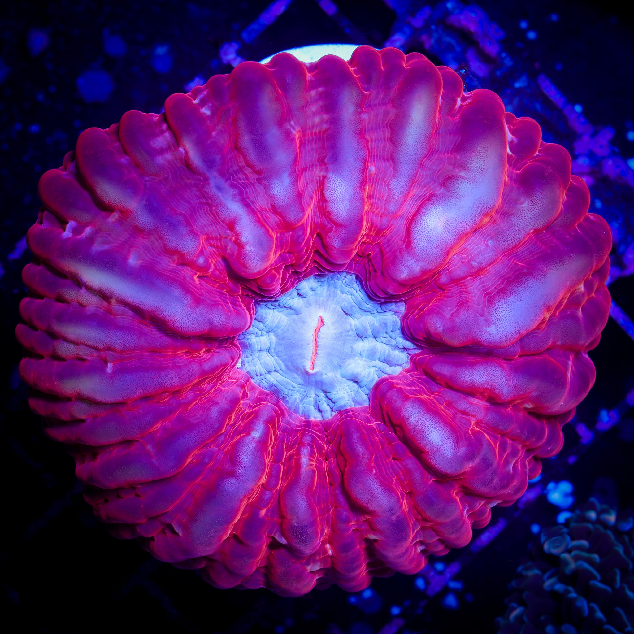 RUBY RED ULTRA CYNARINA