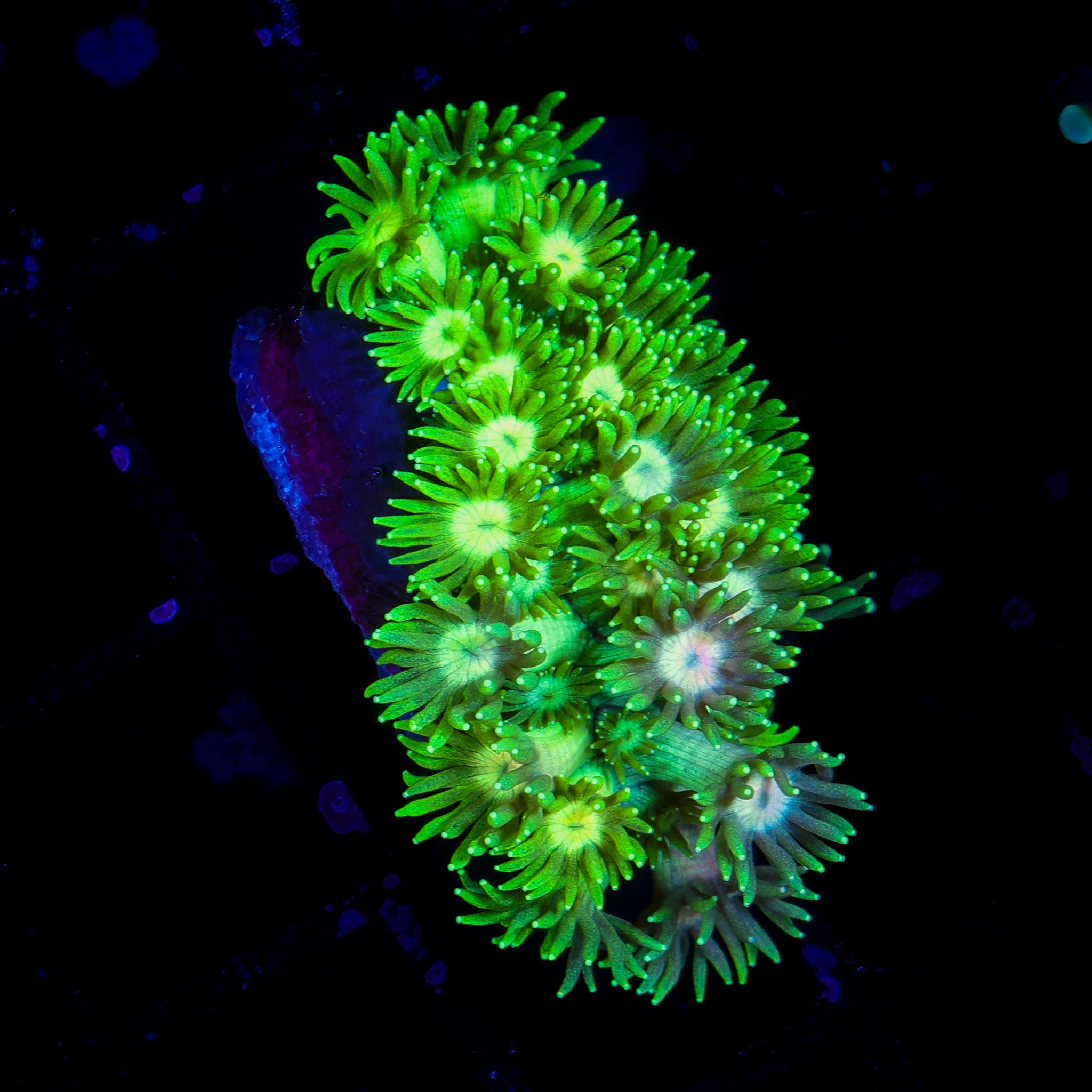 LEMONGRASS GONIOPORA