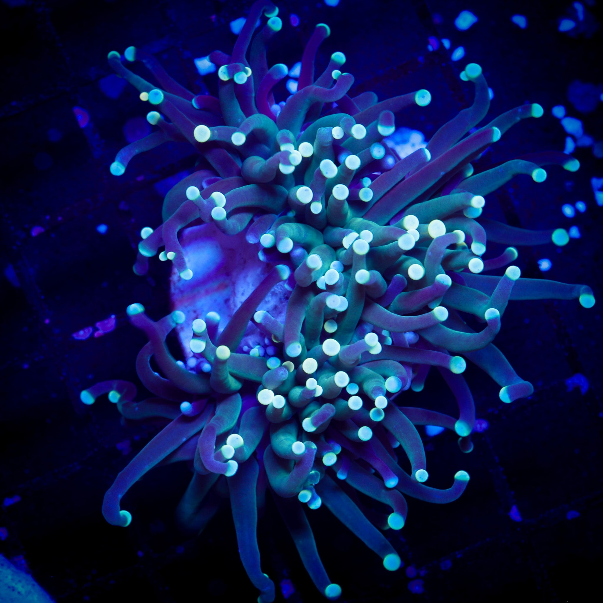 ULTRA WHITE TIPPED TORCH