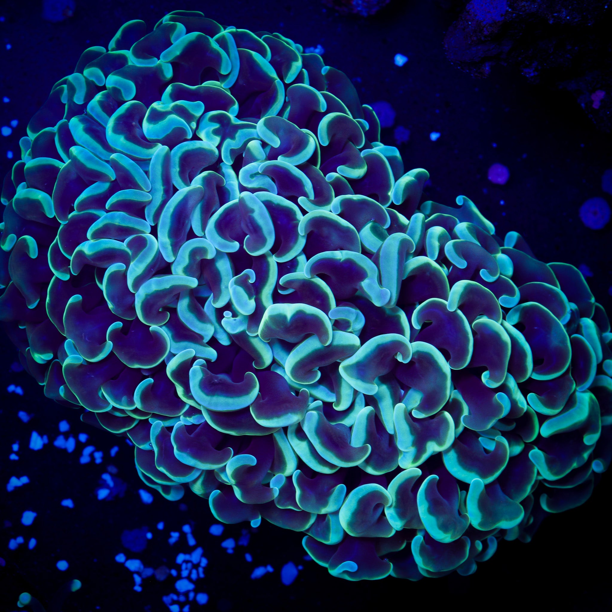 TEAL HOLOGRAM WALL HAMMER