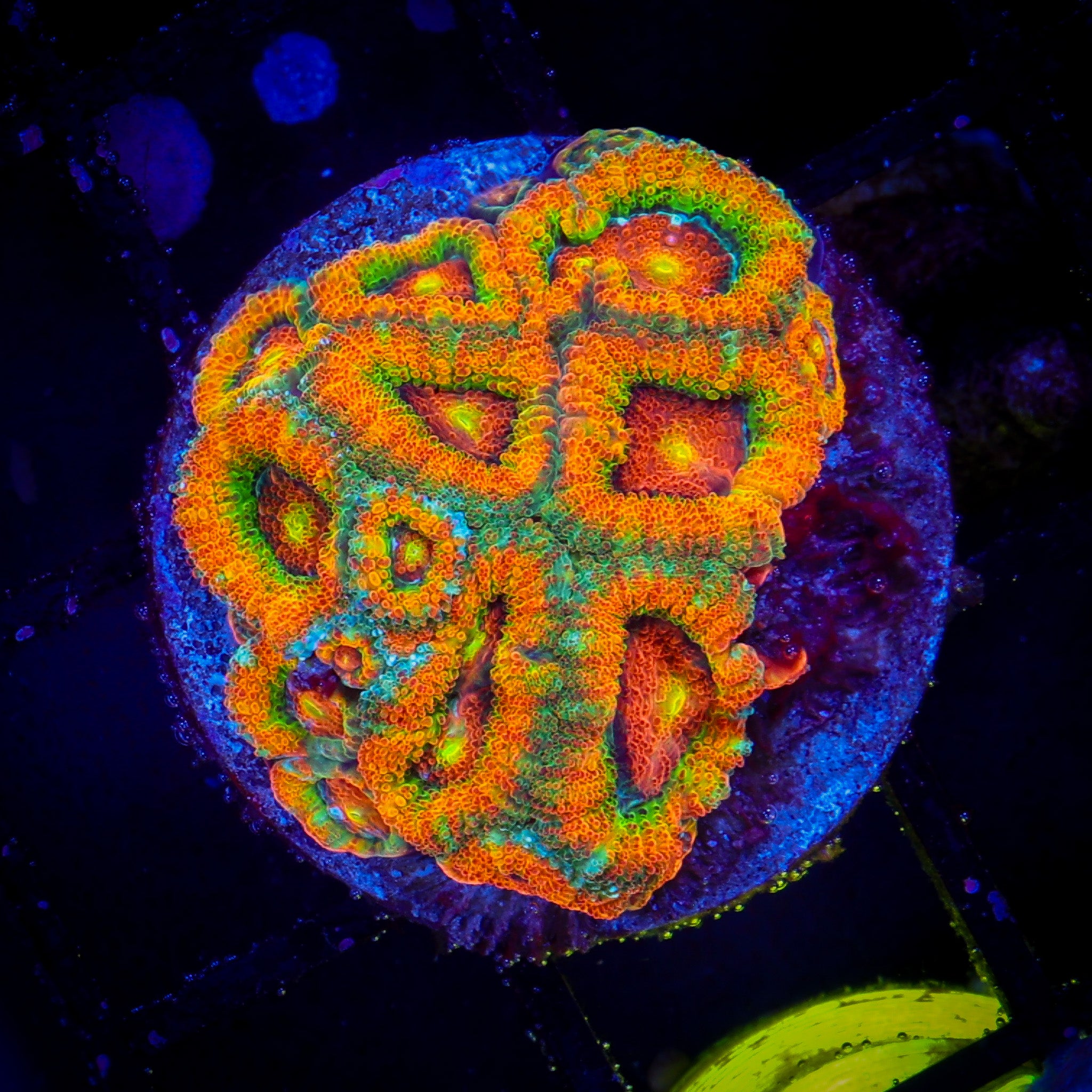 RAMON'S GALACTIC NUCLEI MICROMUSA