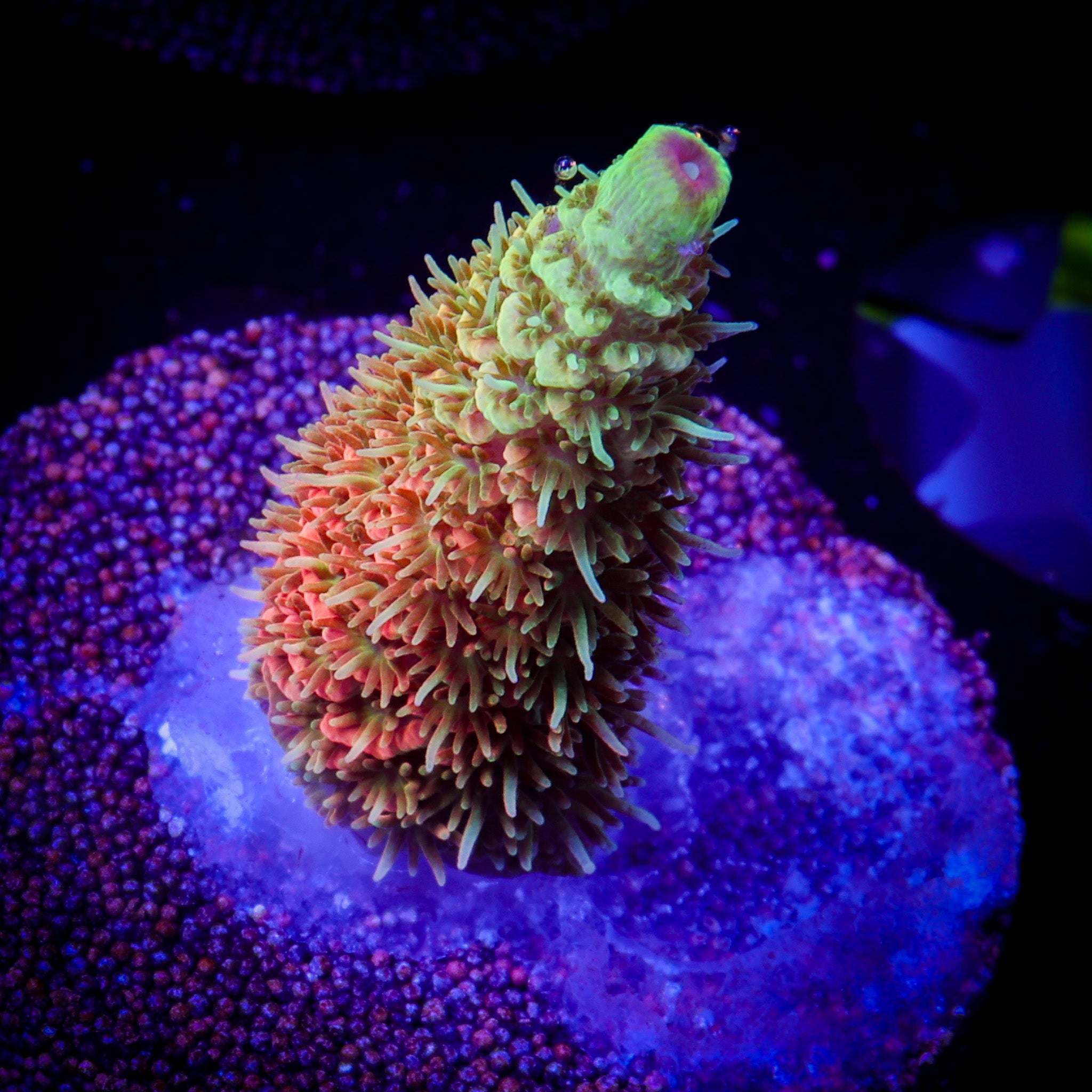 ASD RAINBOW MILLEPORA