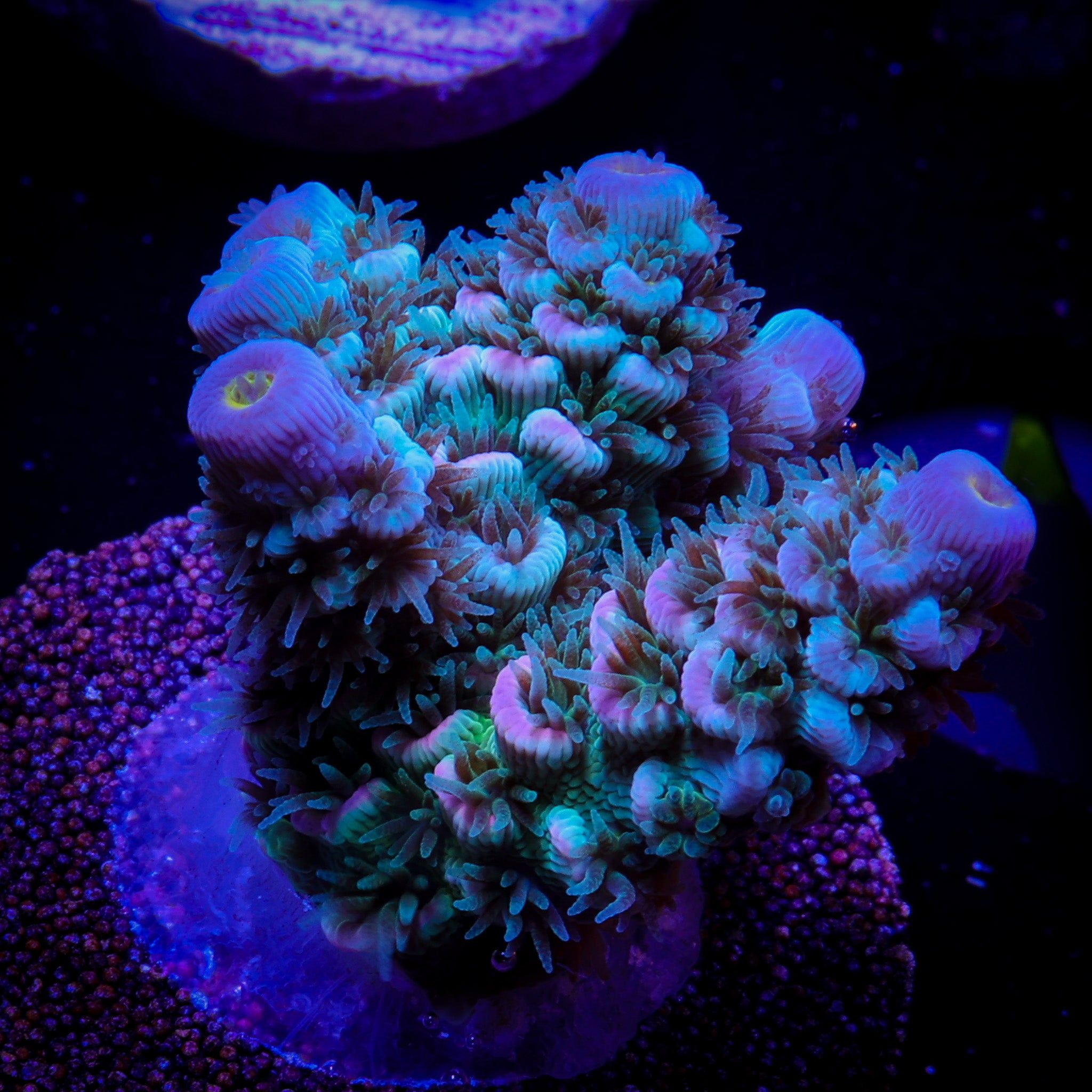 COSMO FLARE ACROPORA