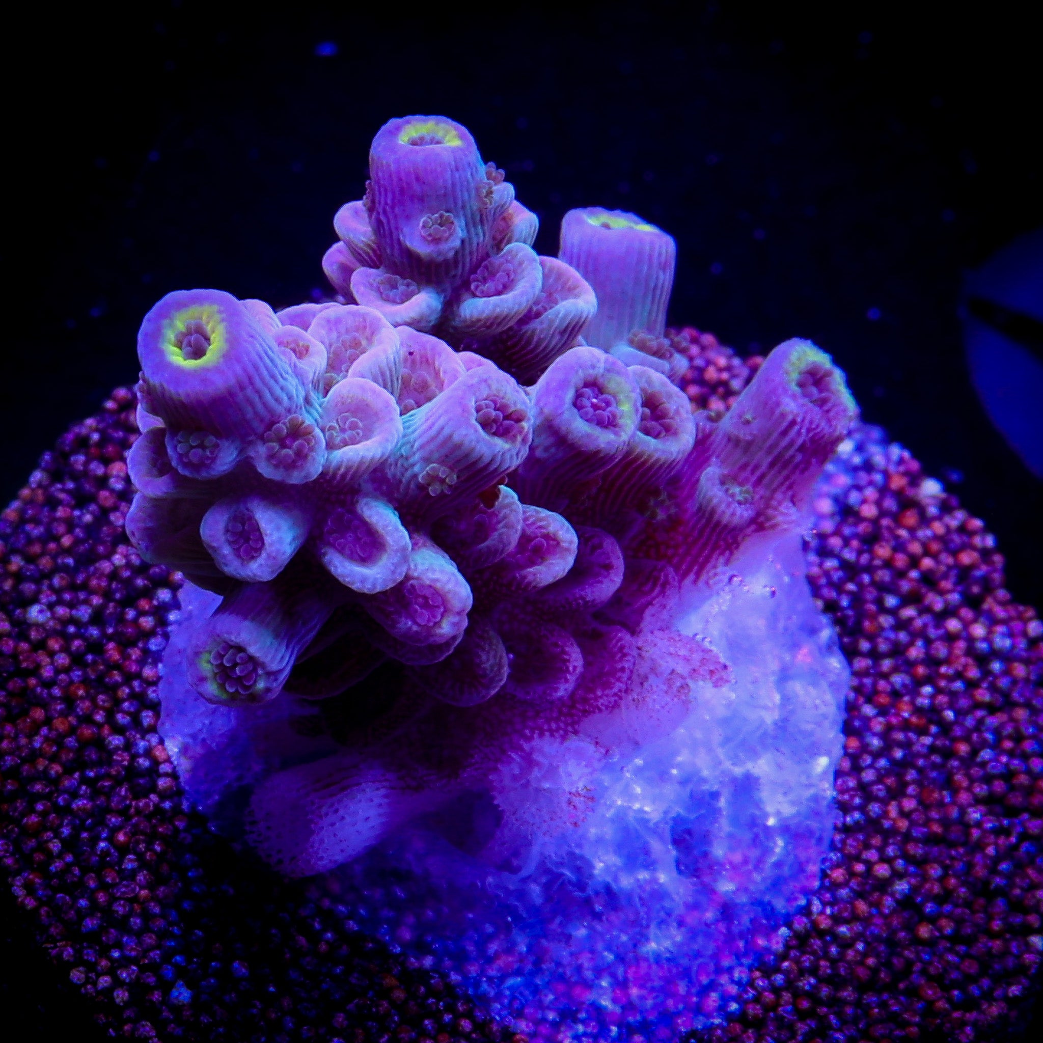 LEMON BERRY ACROPORA