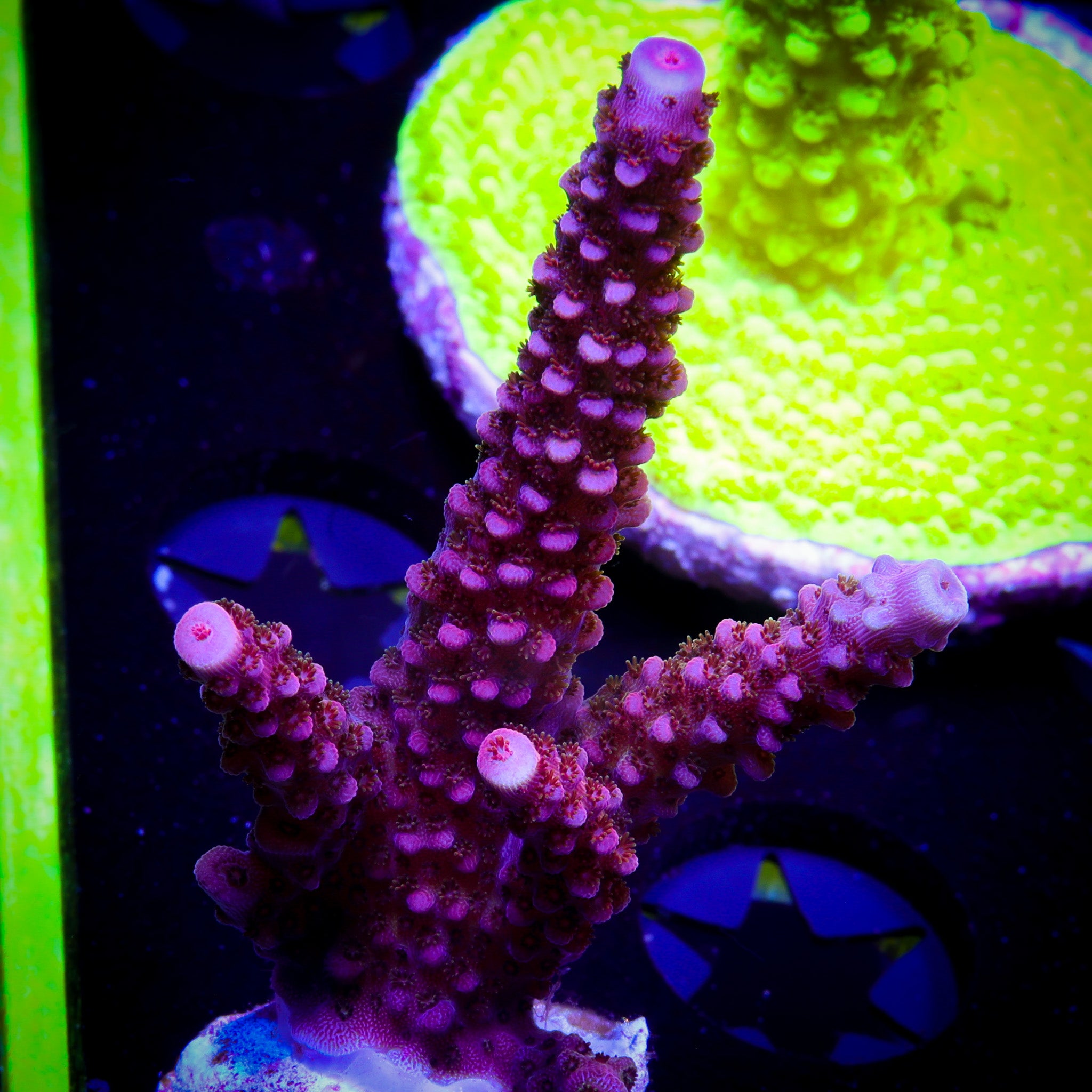 PC RAINBOW ACROPORA