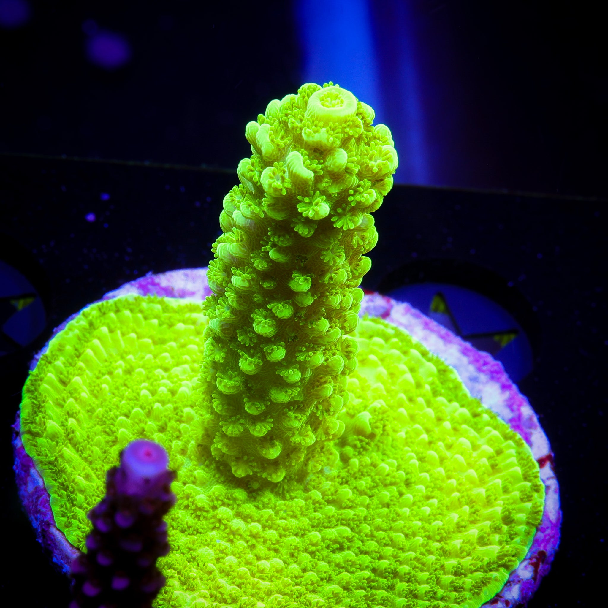 GREEN SLIMER ACROPORA