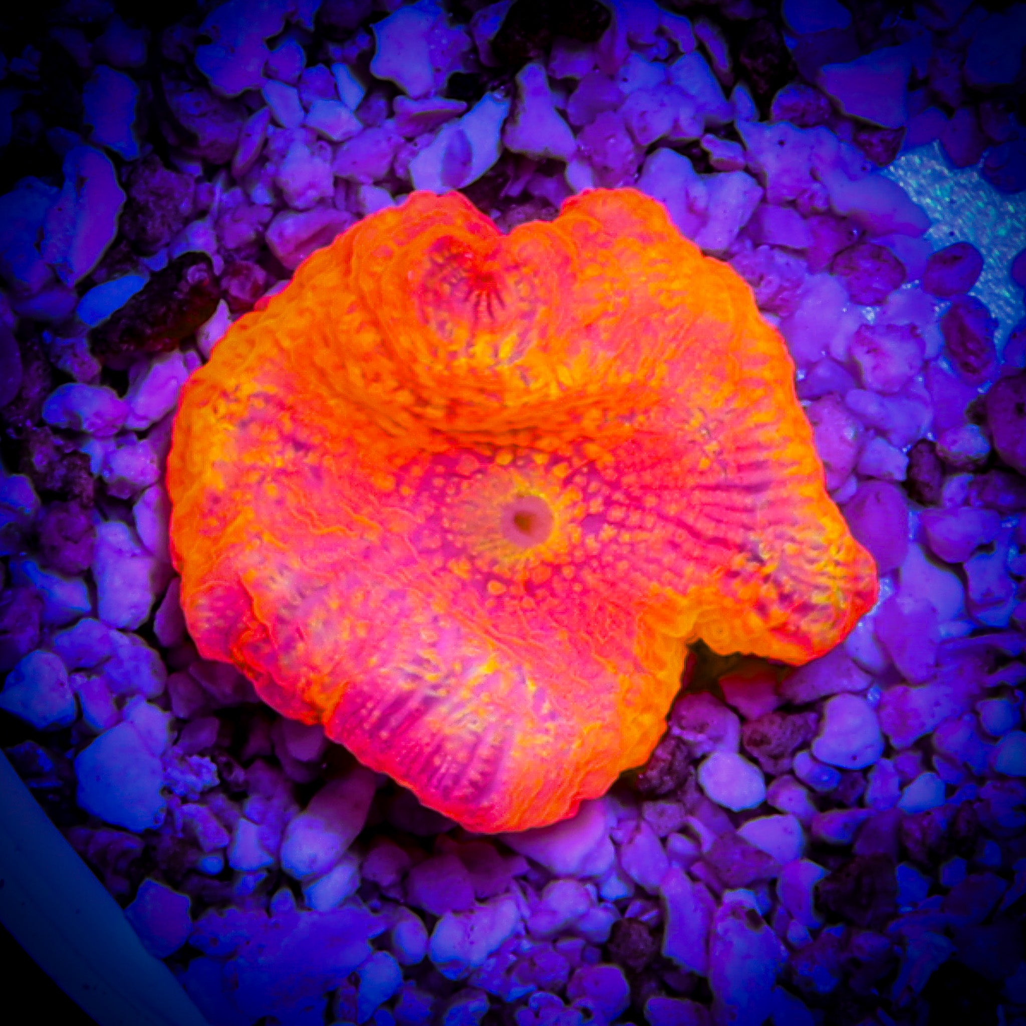 ELECTRIC RAINBOW ELECTUS MUSHROOM