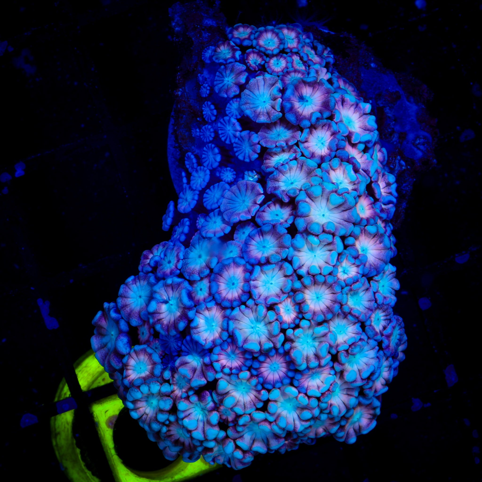 COTTON CANDY ALVEOPORA