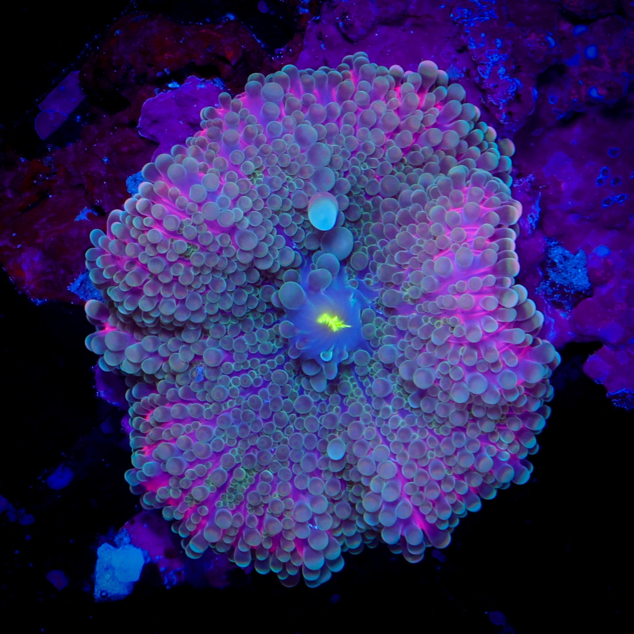 RASBERRY LEMONADE YUMA RICORDEA