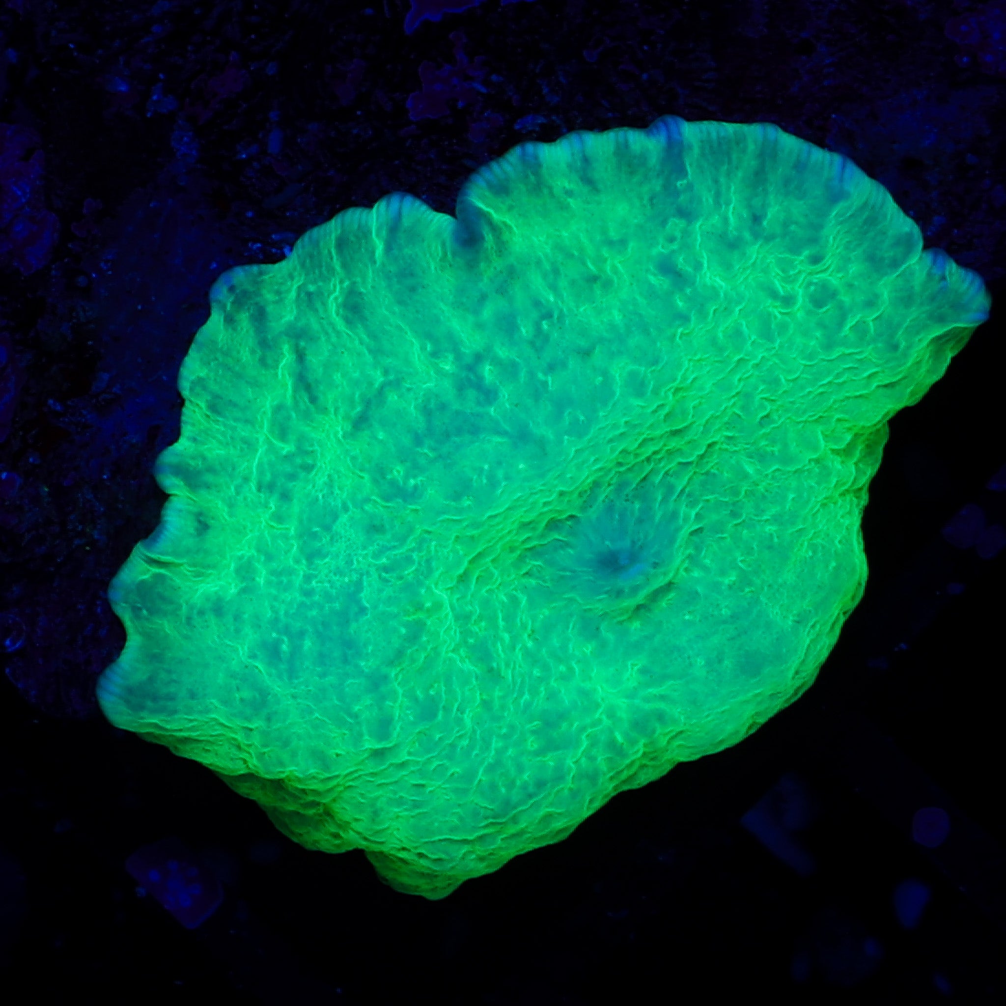 KRYPTONITE JAWBREAKER MUSHROOM
