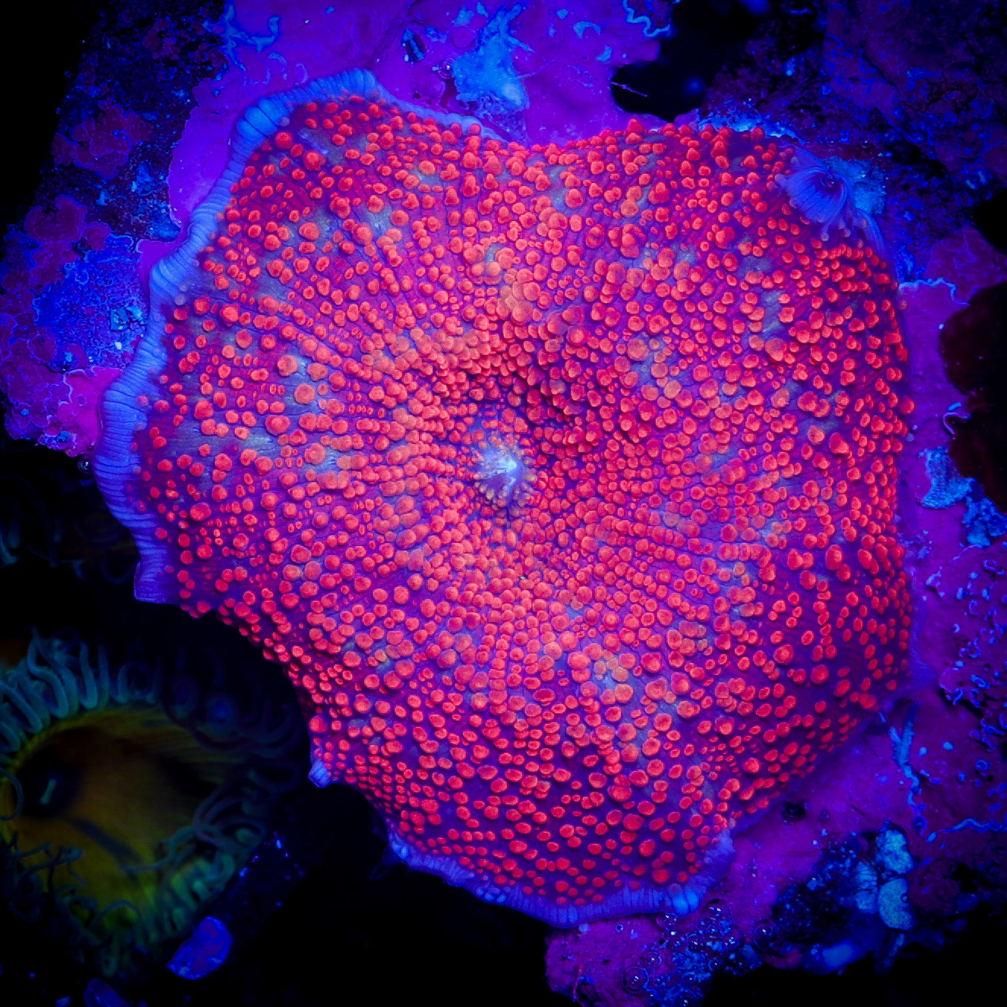 TRG TOXIC BARBIE YUMA RICORDEA