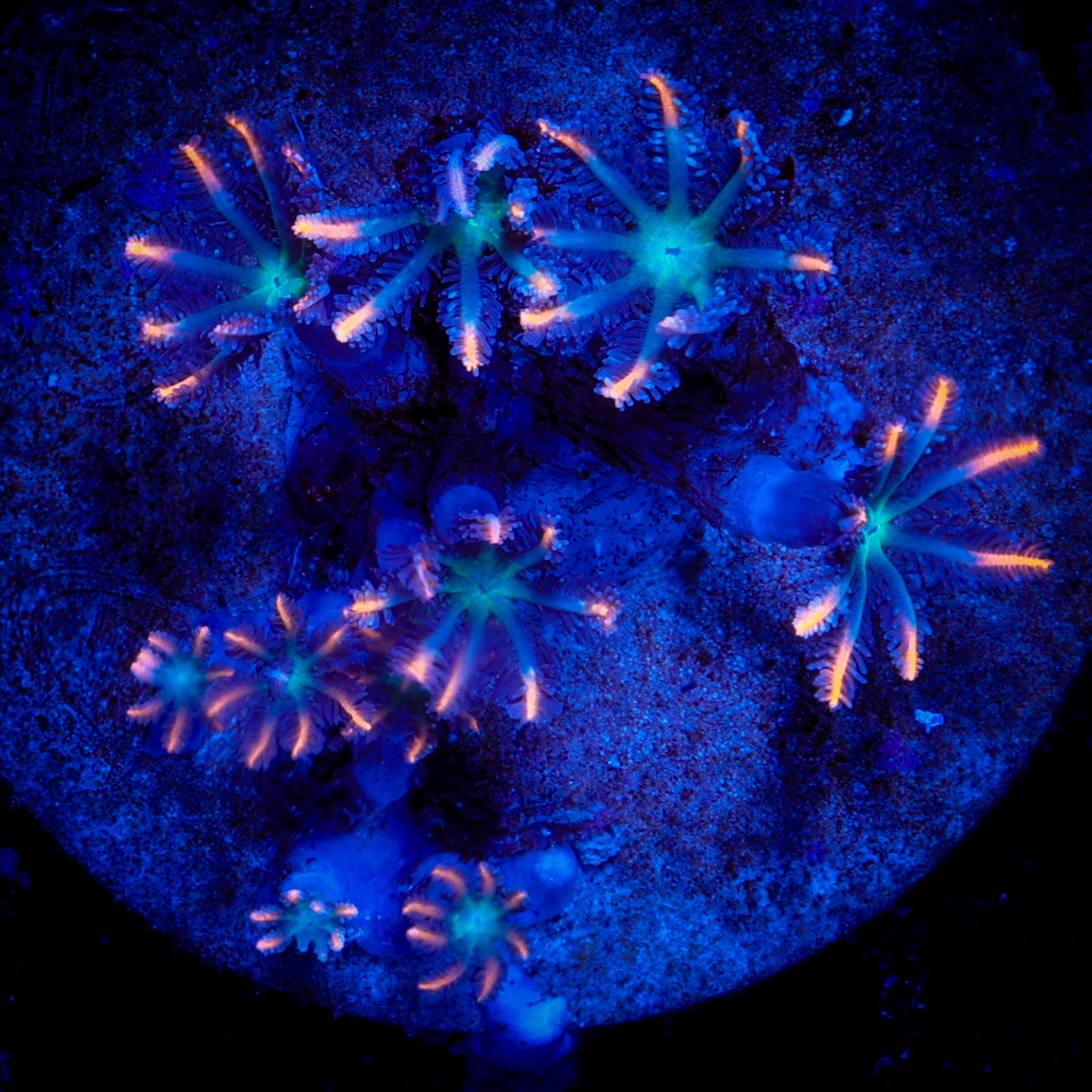 FIREWORKS CLOVE POLYPS