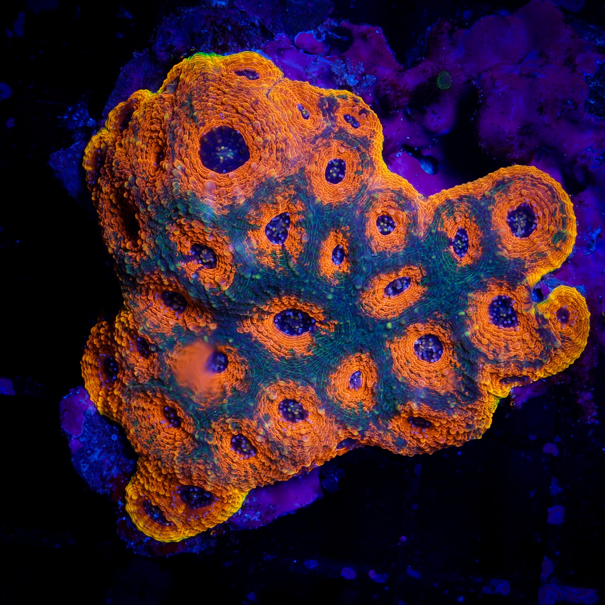 TOXIC RAINBOW ECHINATA