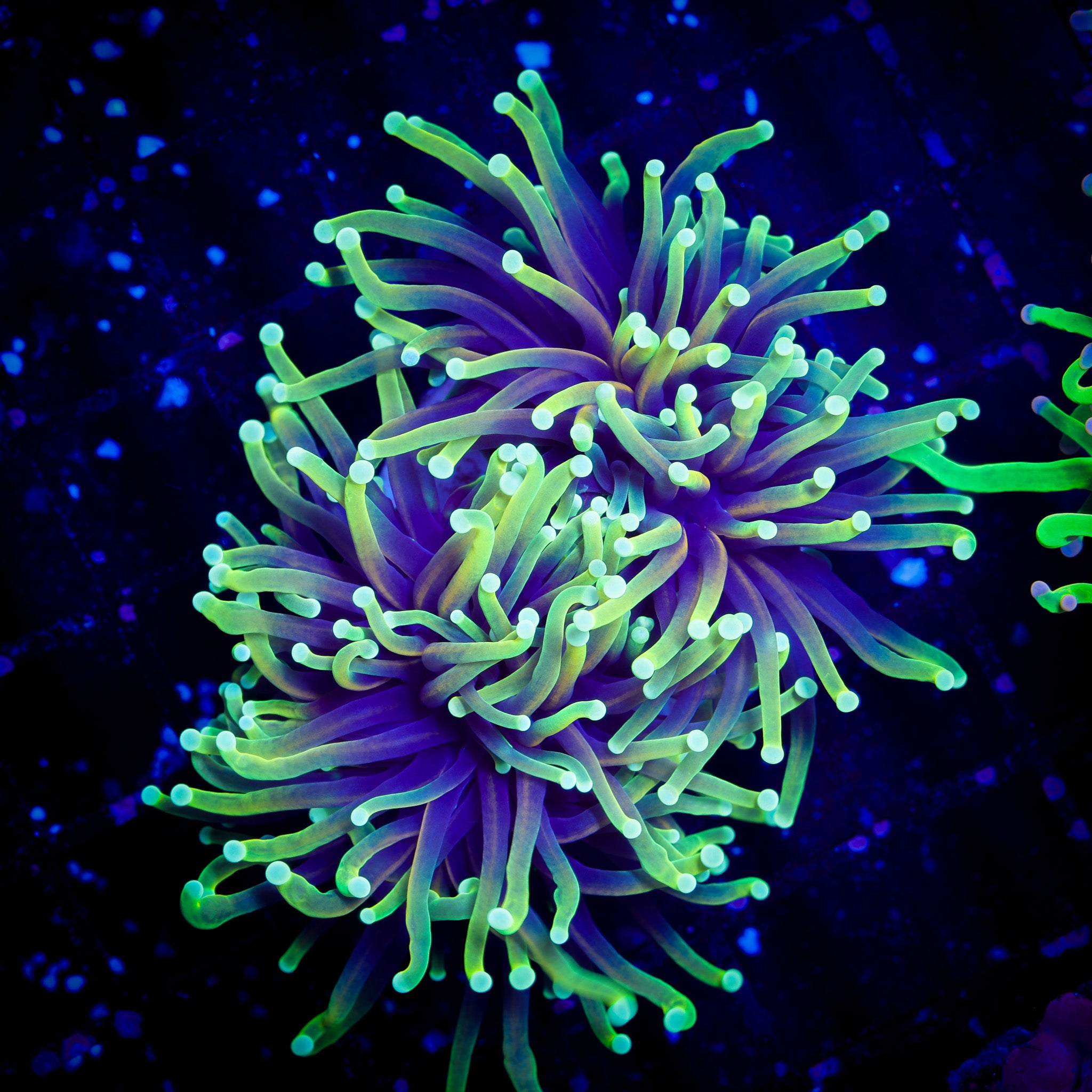 DRAGON SOUL GOLD TORCH