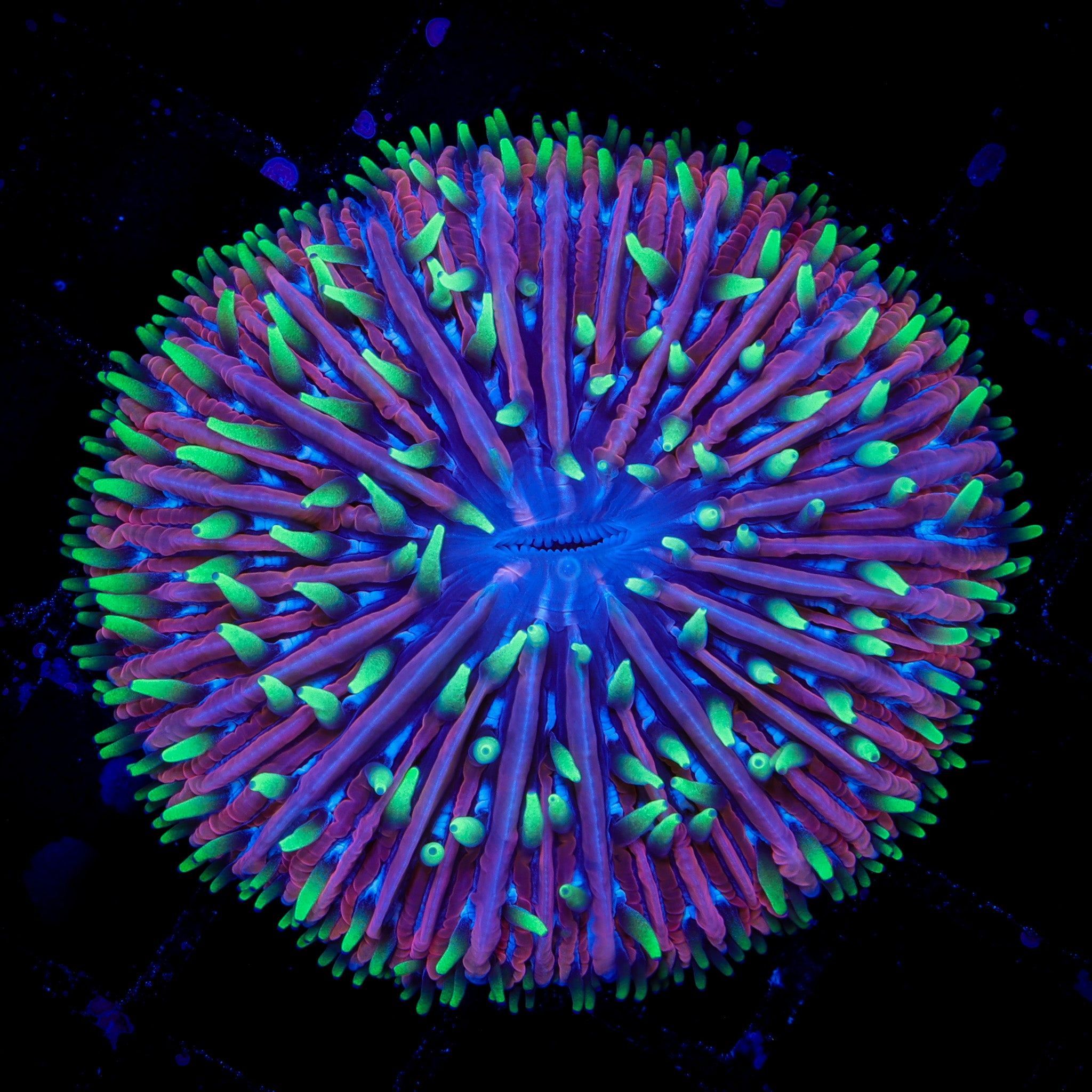 RARE INSANITY FUNGIA