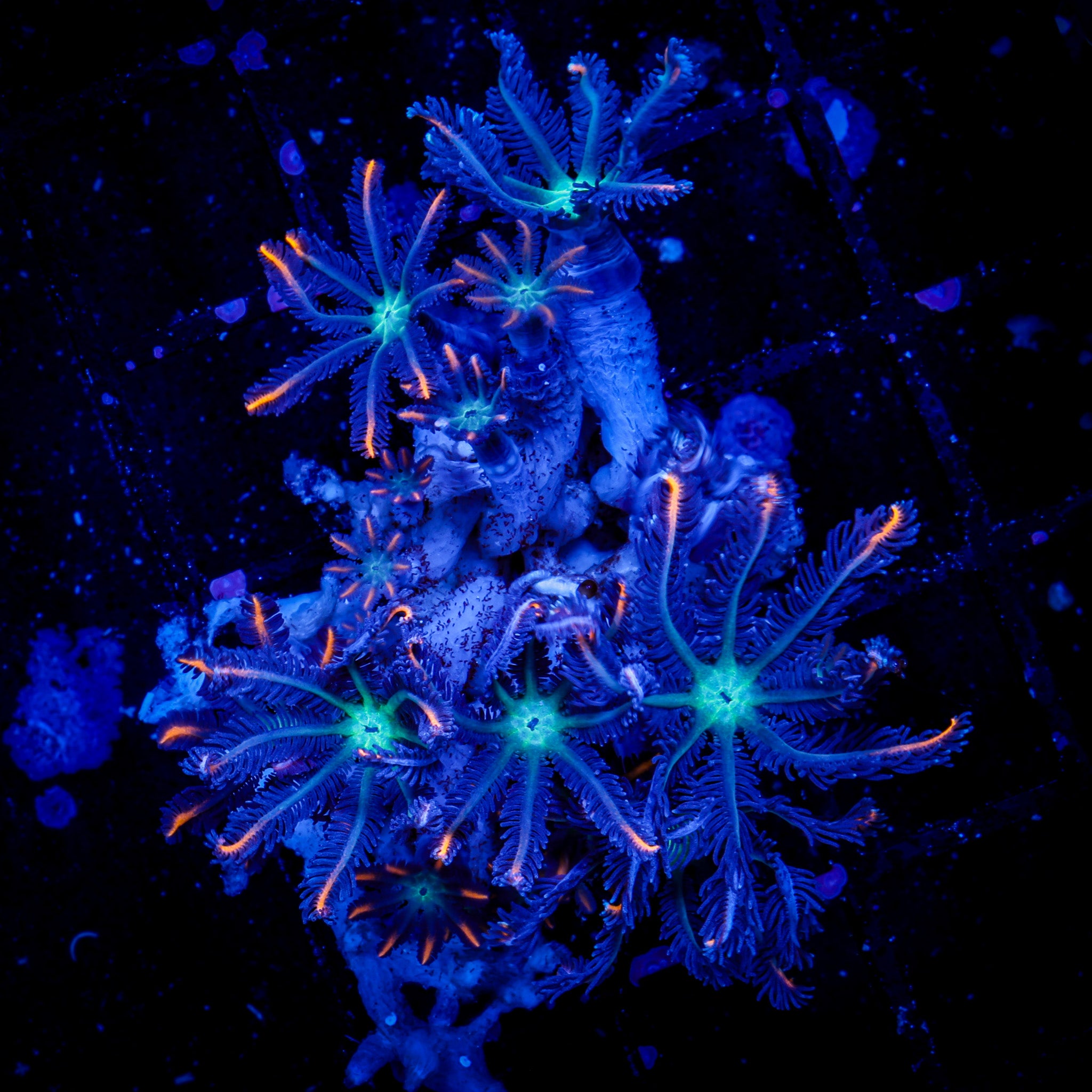 FIREWORKS CLOVE POLYPS