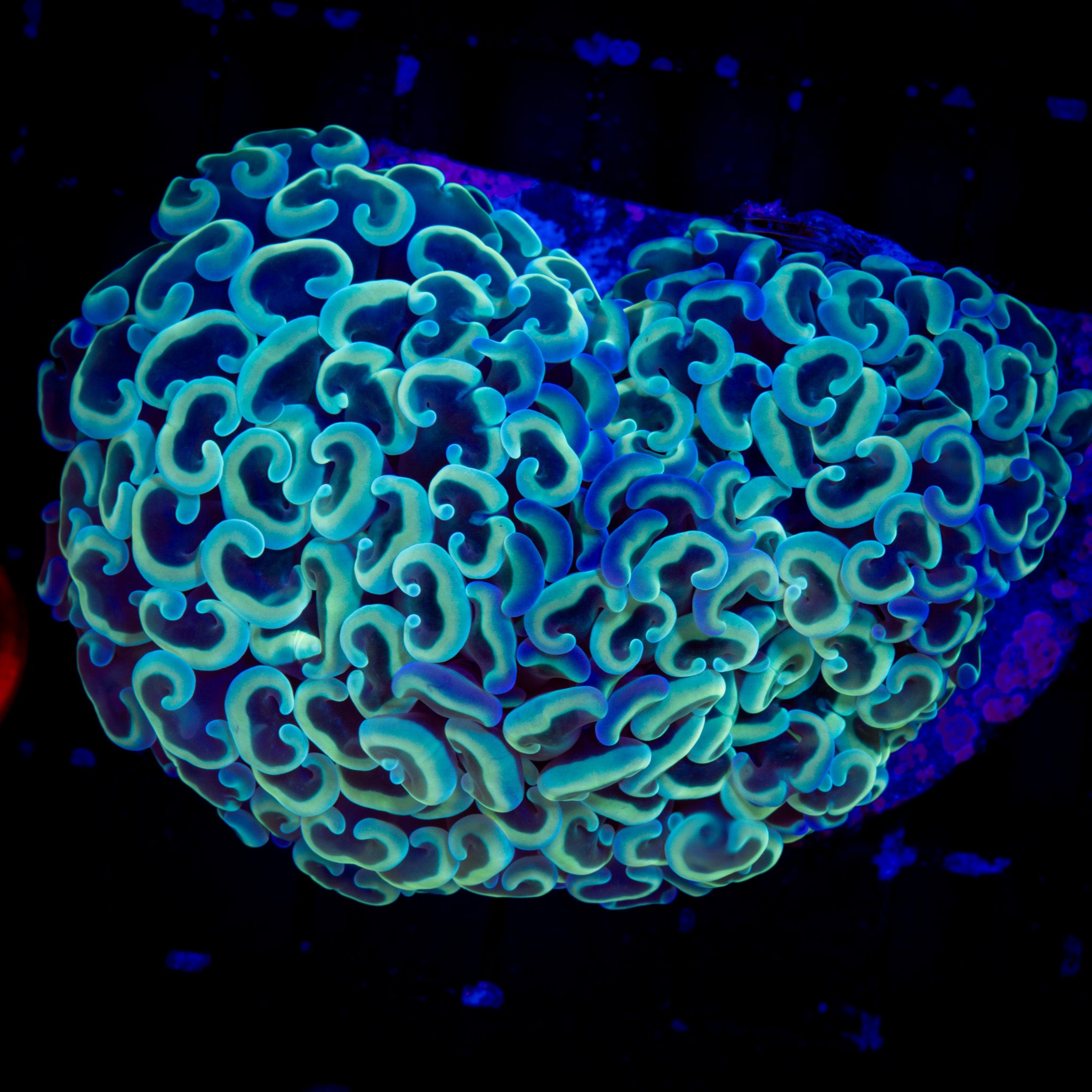 ELECTRIC WALL HAMMER