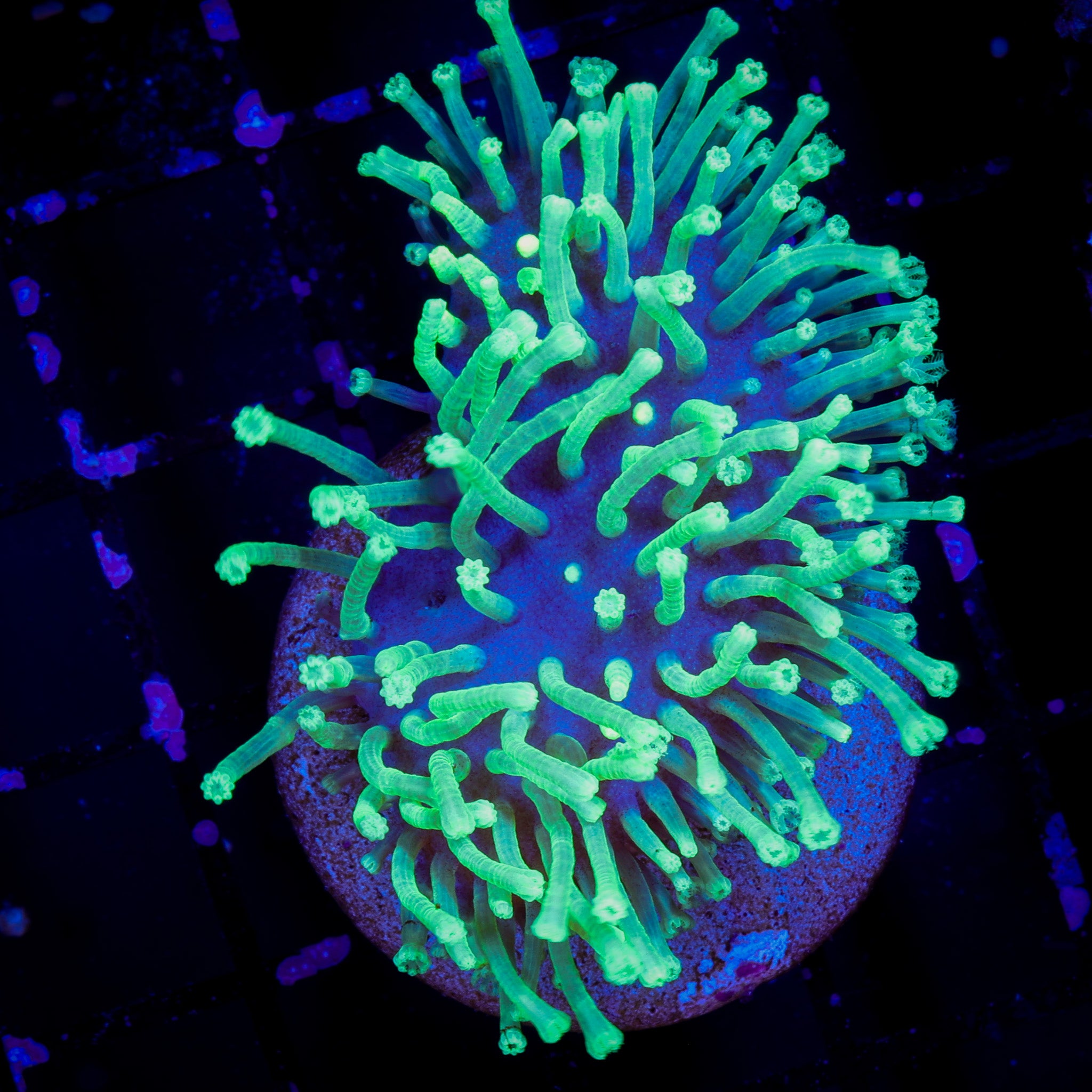 JAPANESE WEEPING WILLOW