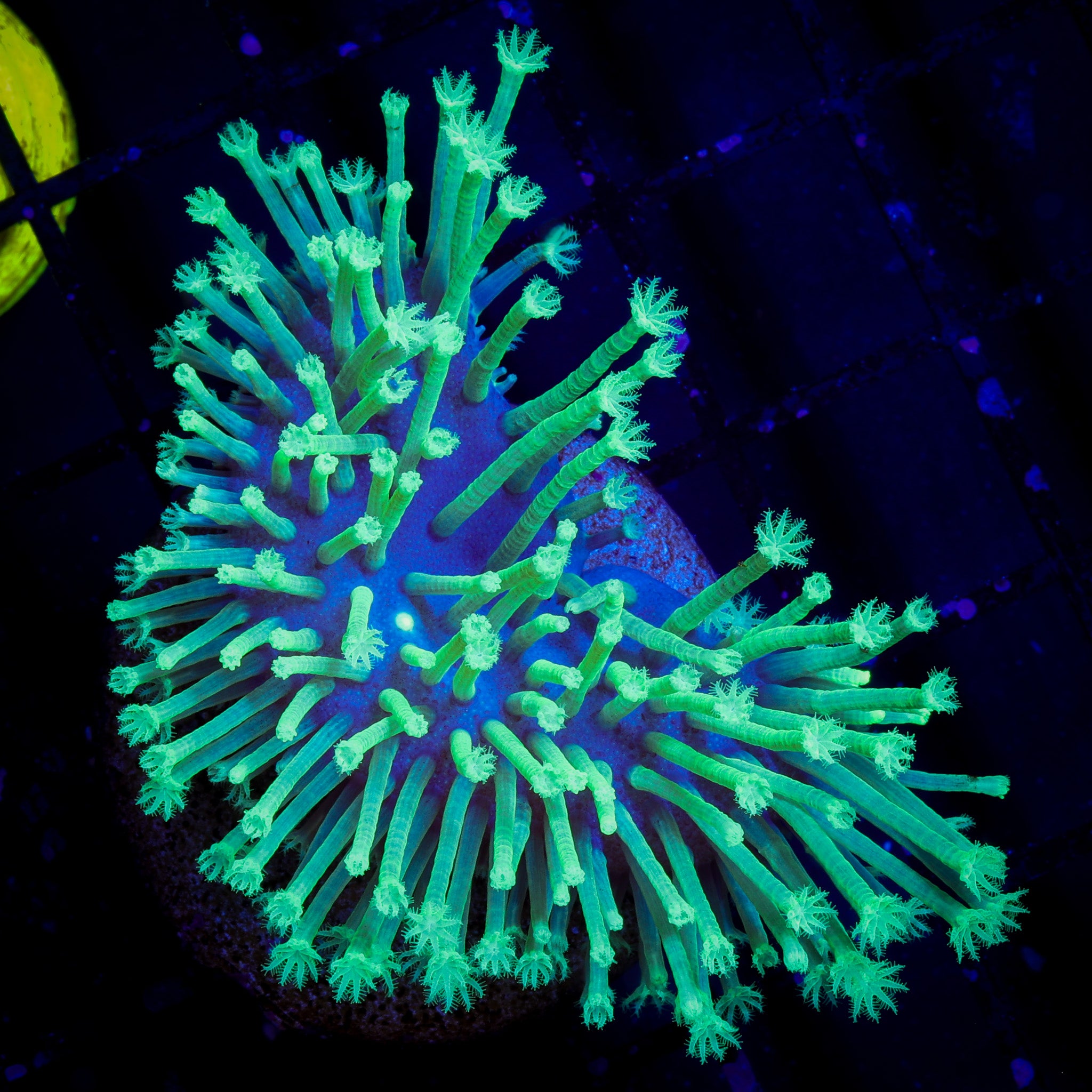 JAPANESE WEEPING WILLOW