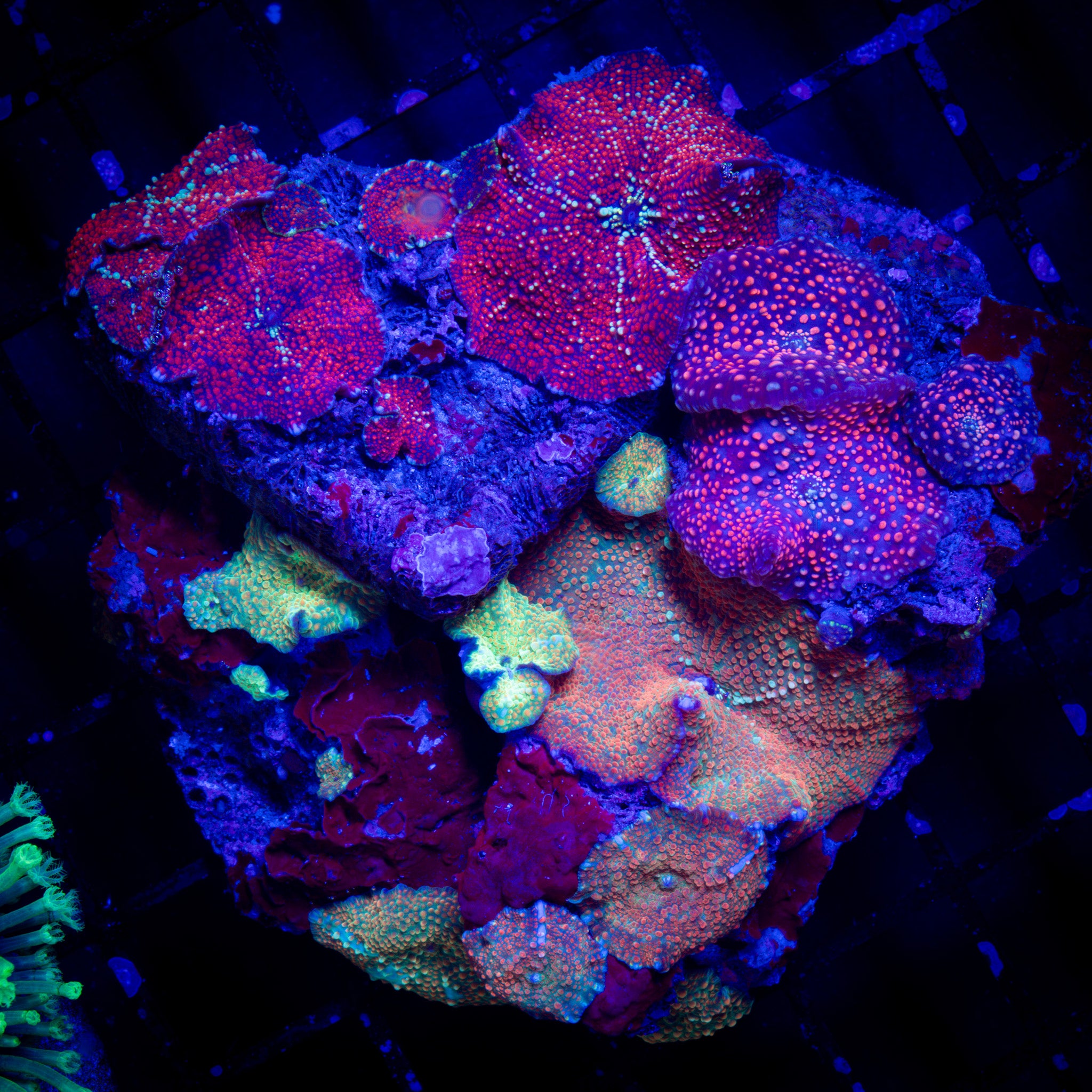 INSANE INDO MUSHROOM COLONY