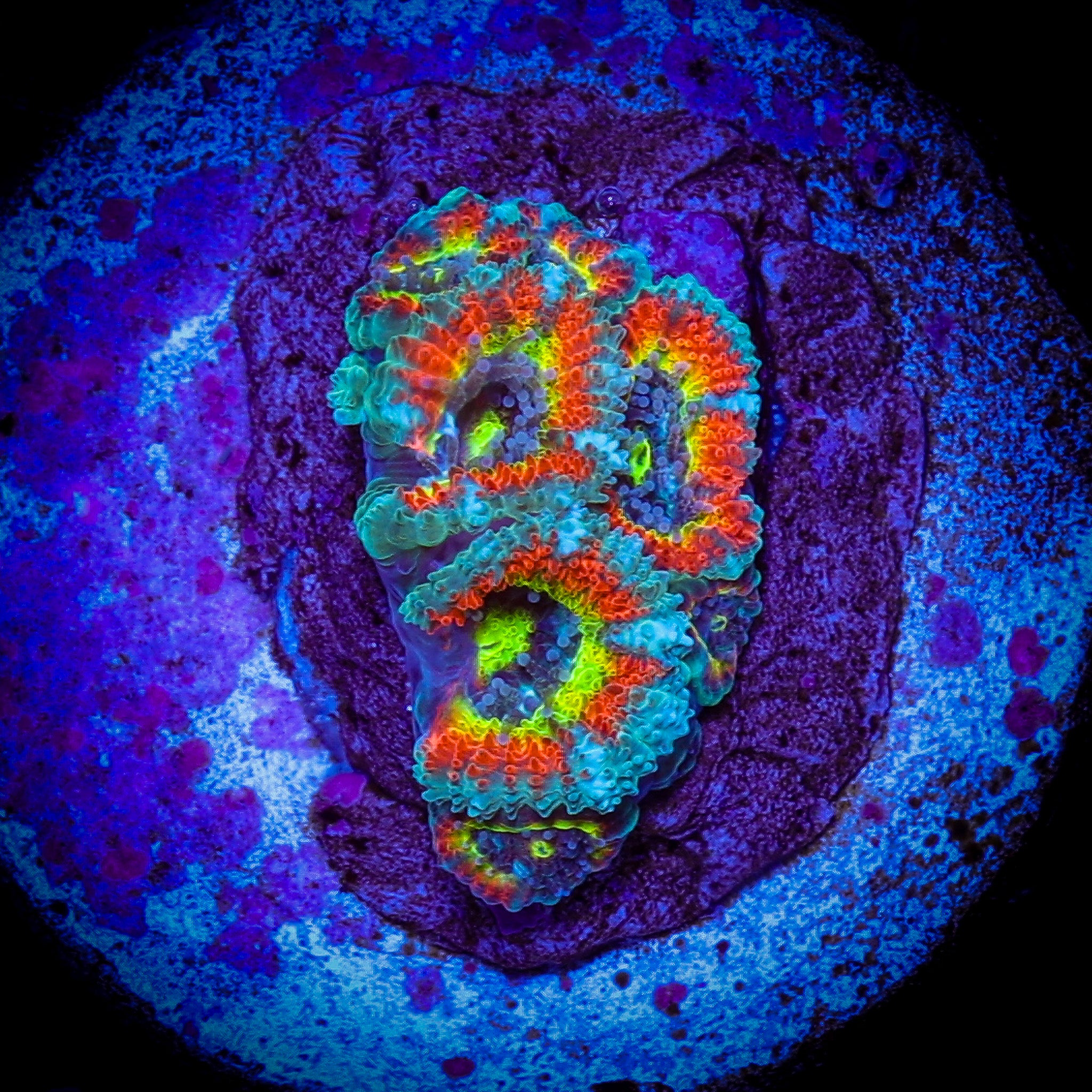 HOLY GRAIL MICROMUSA