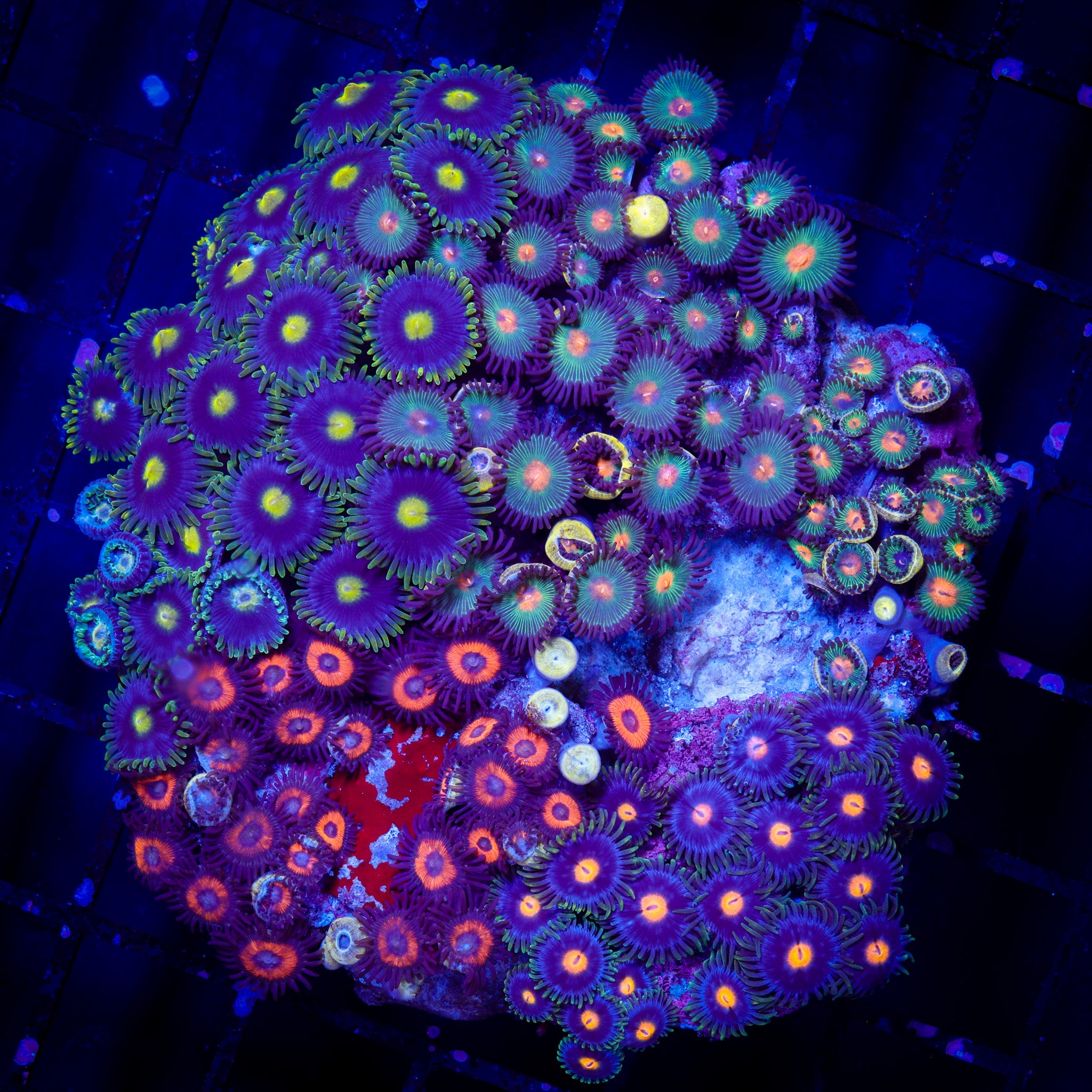 MIXED ZOA COLONY