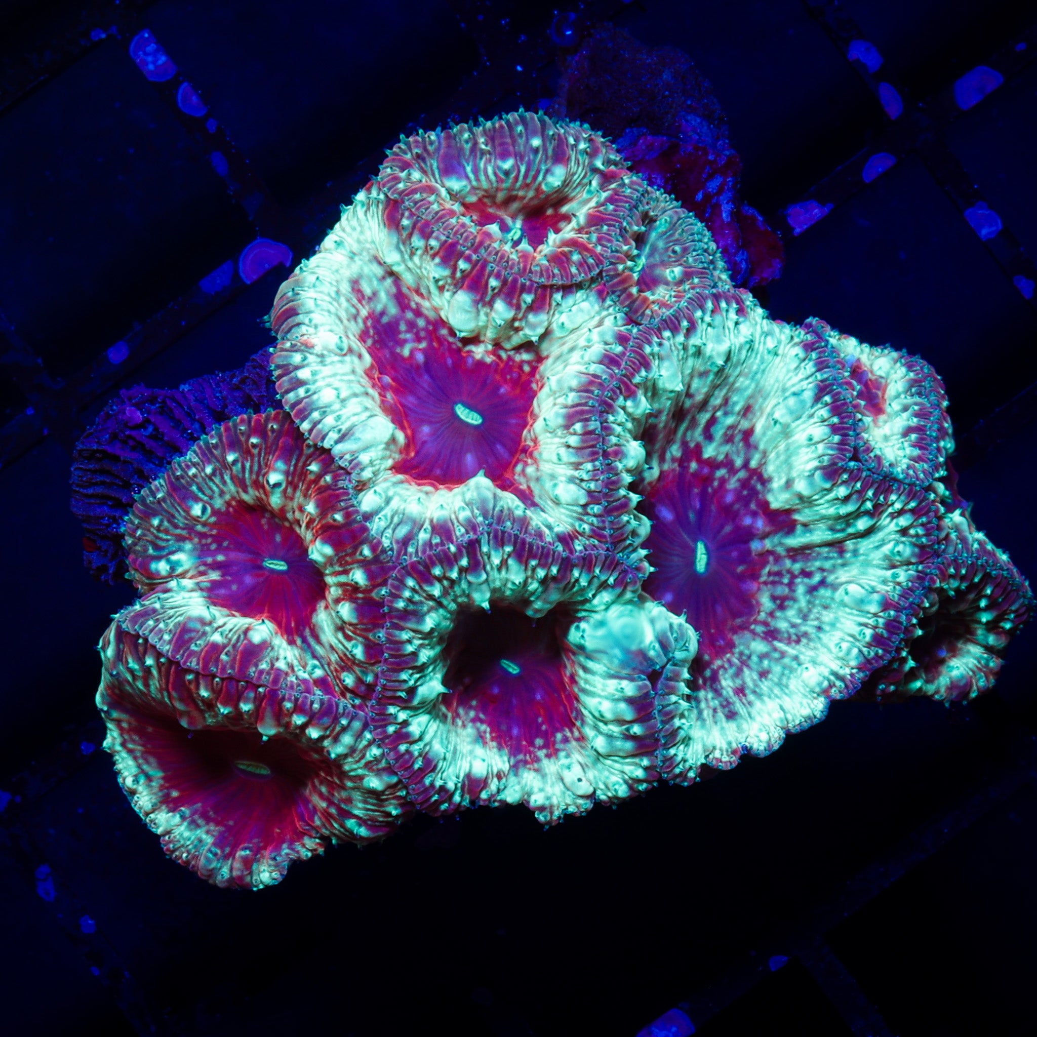 BLASTO DIABLO BLASTOMUSSA