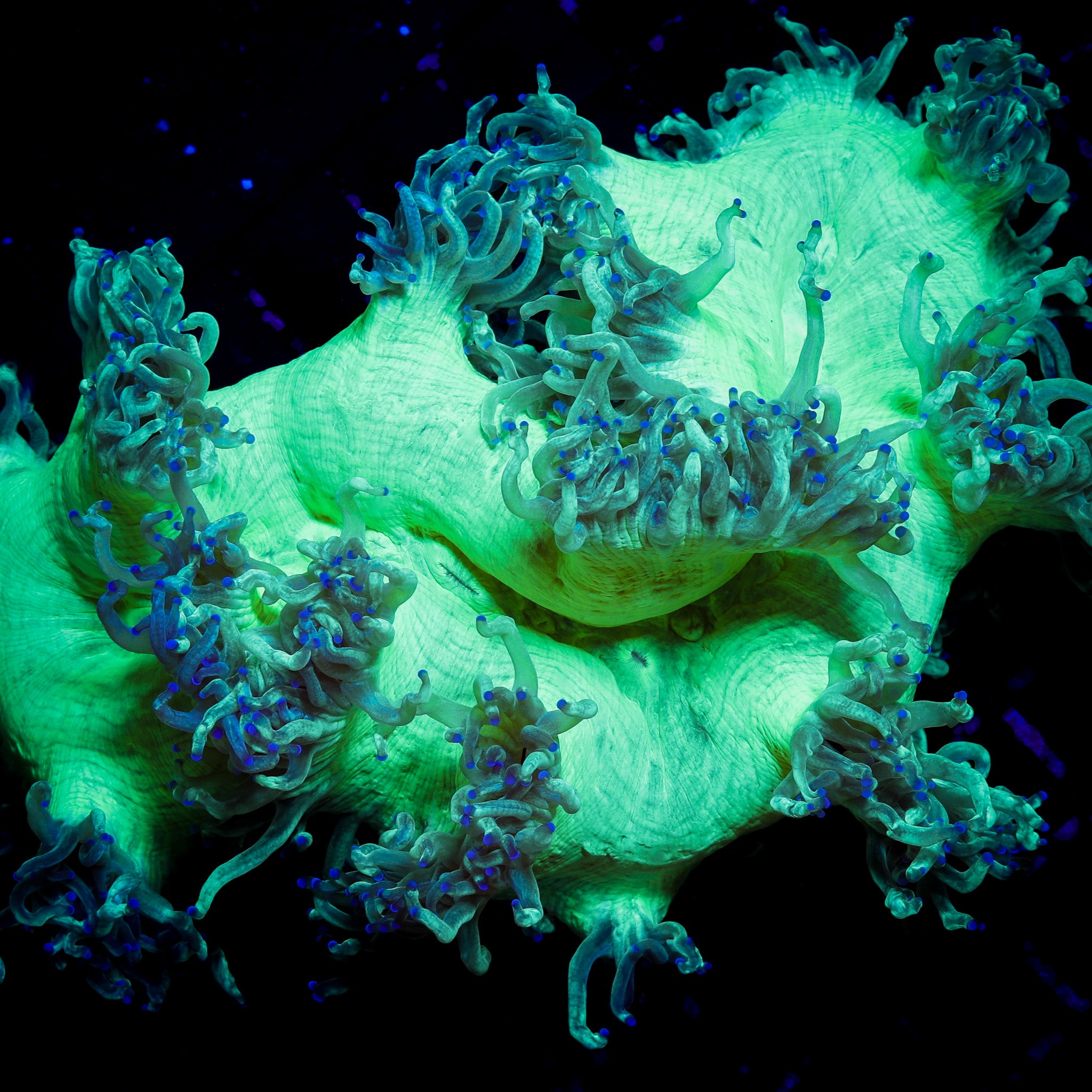 INDO ULTRA BLUE TIP ELEGANCE