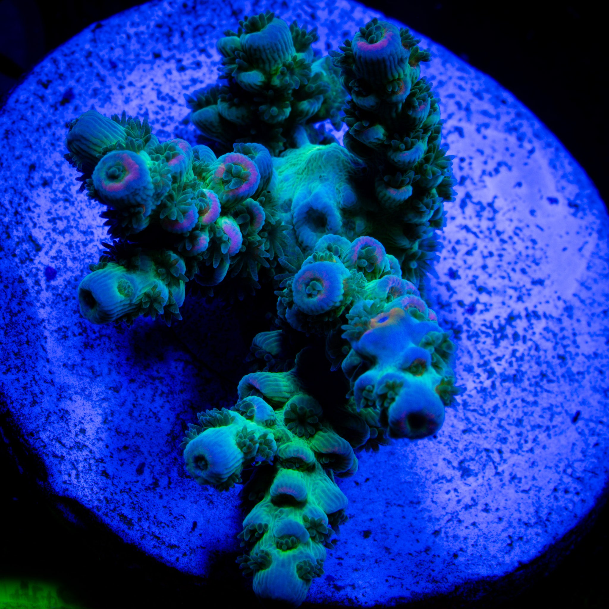ELECTRIC WATERMELON ACROPORA