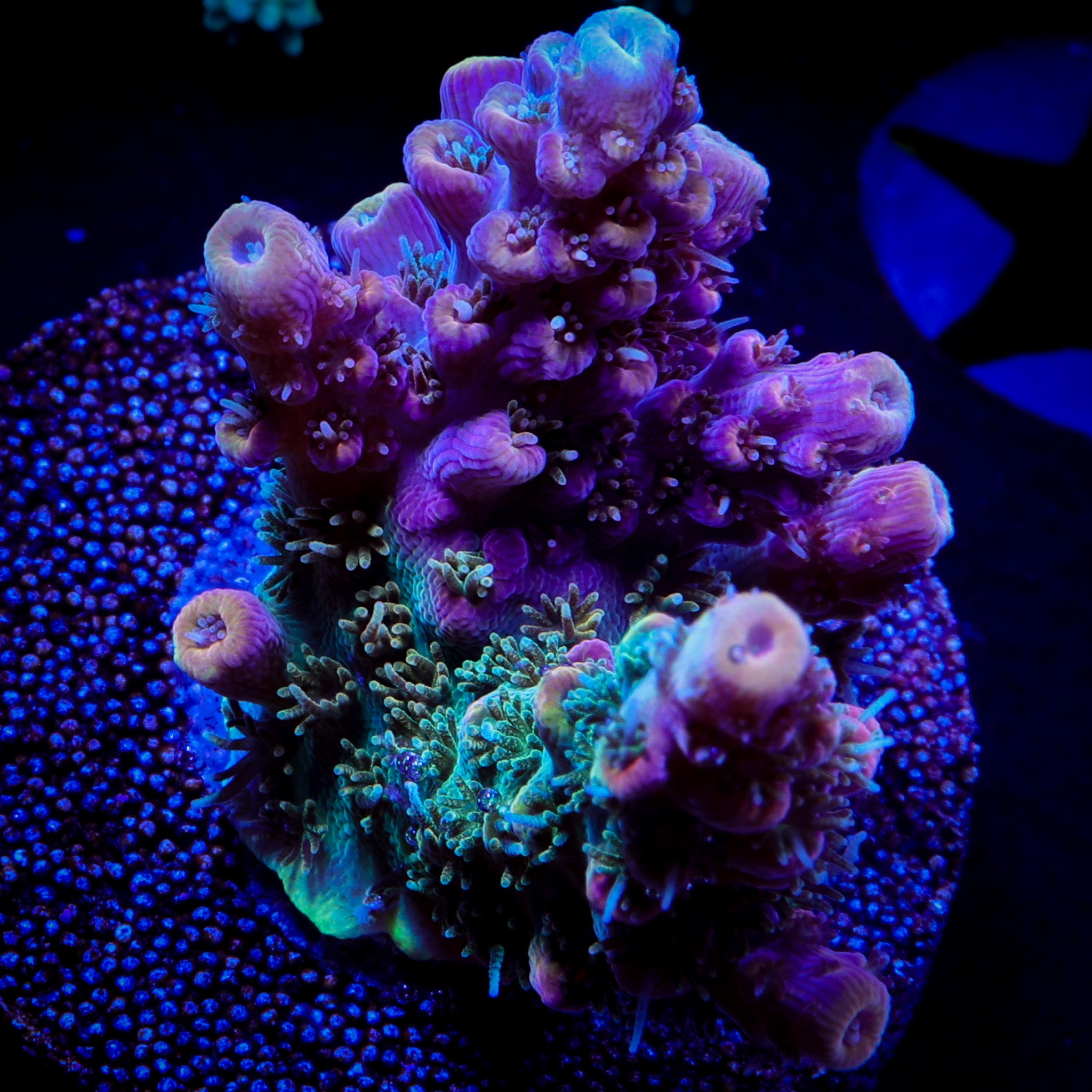 WWC HEARTBREAKER ACROPORA