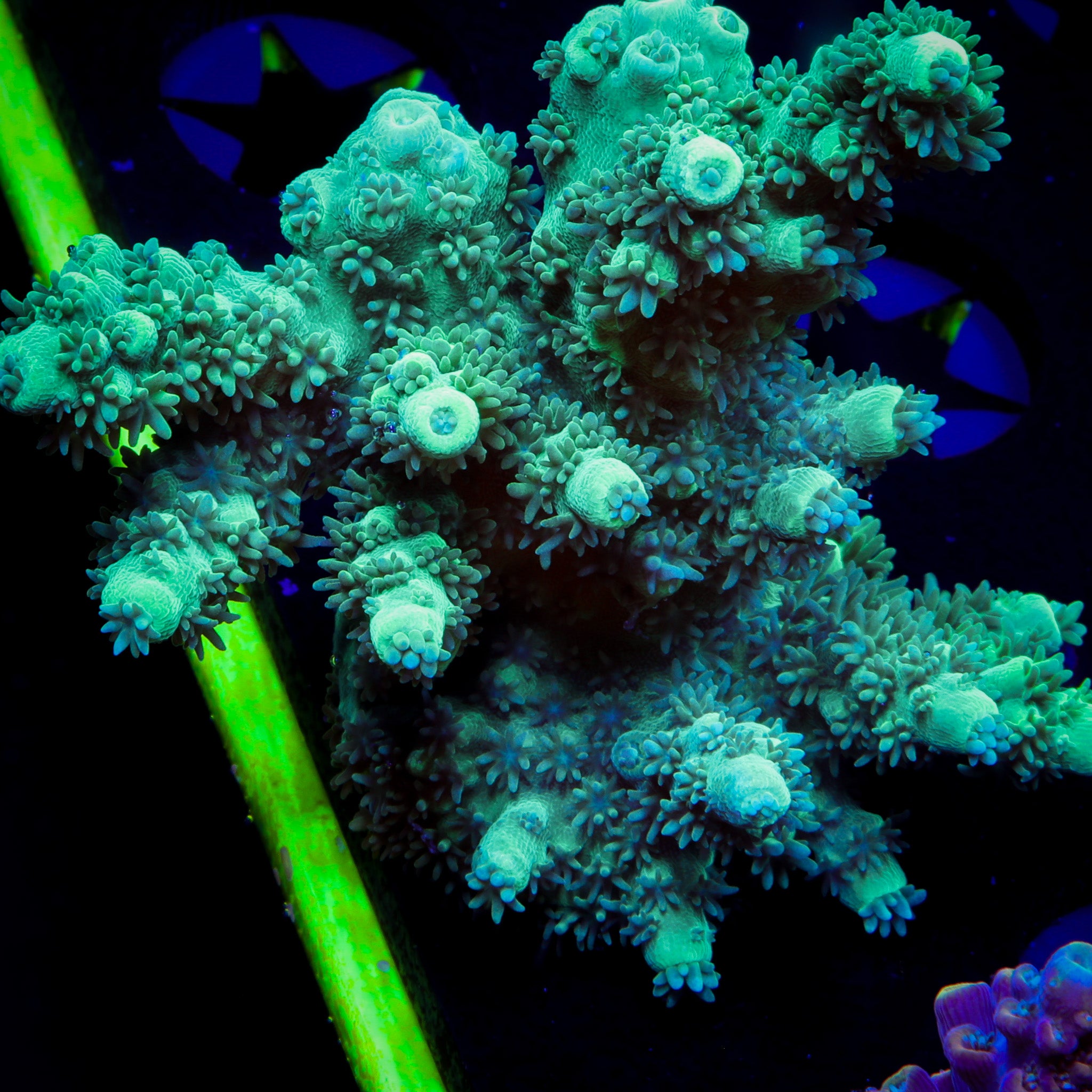 FUZZY GREEN ACROPORA