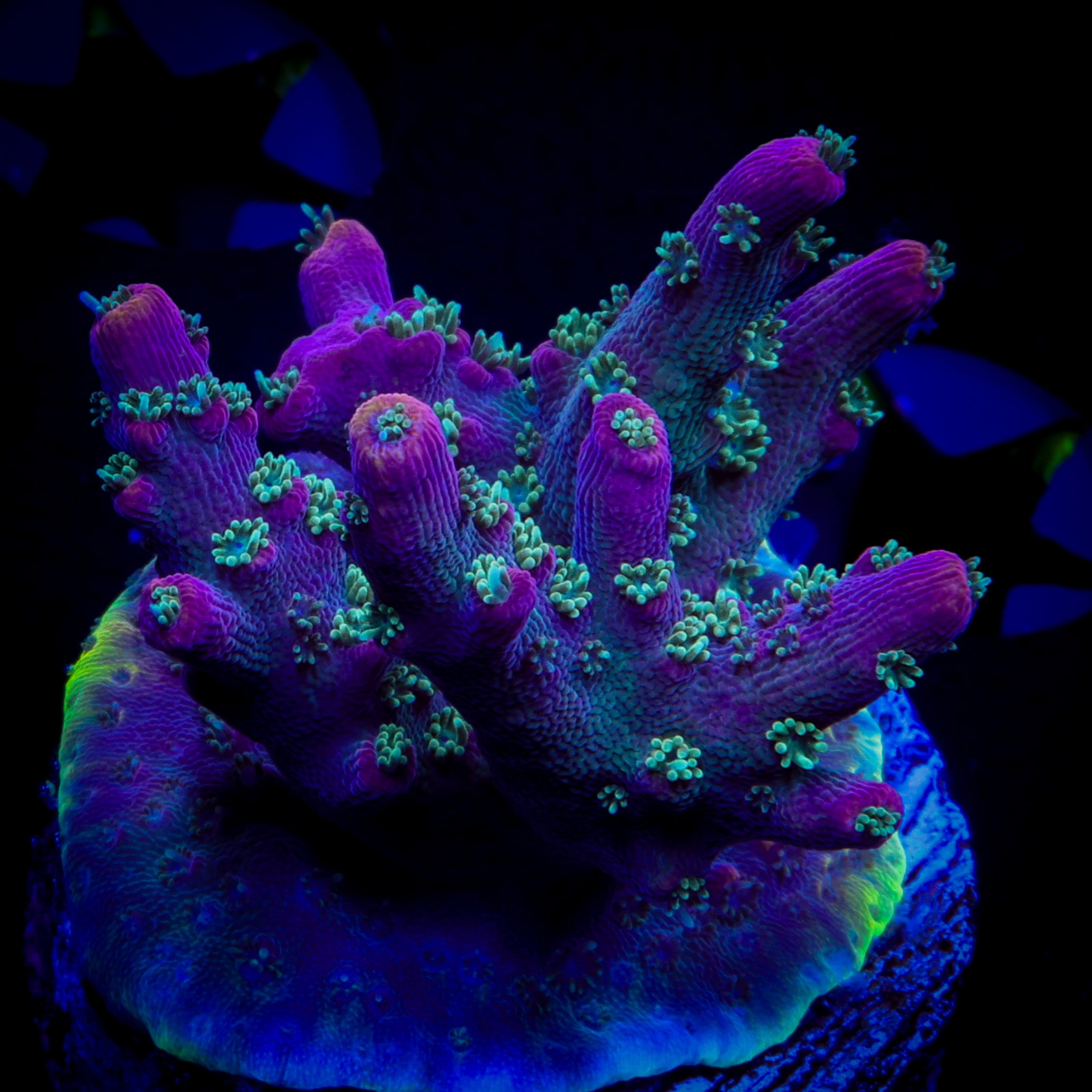 GARF BONSAI ACROPORA