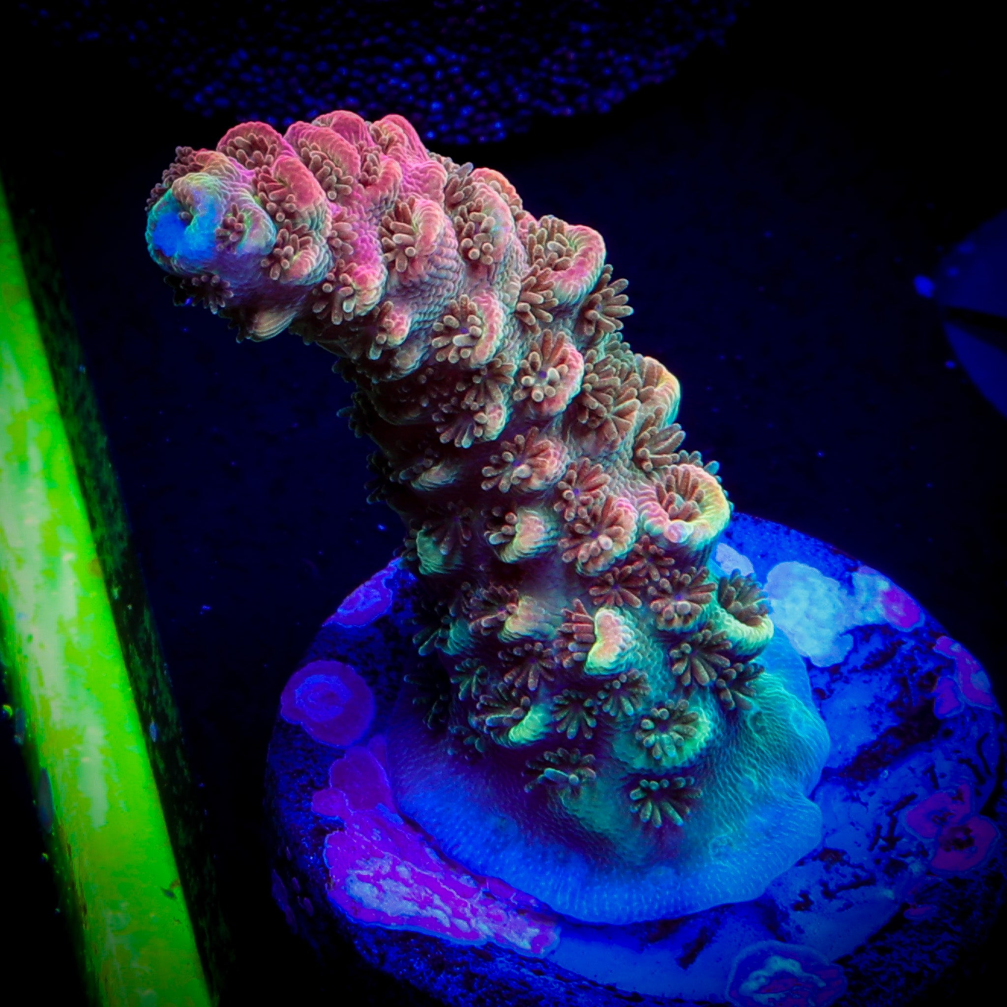 BILL MURRAY ACROPORA