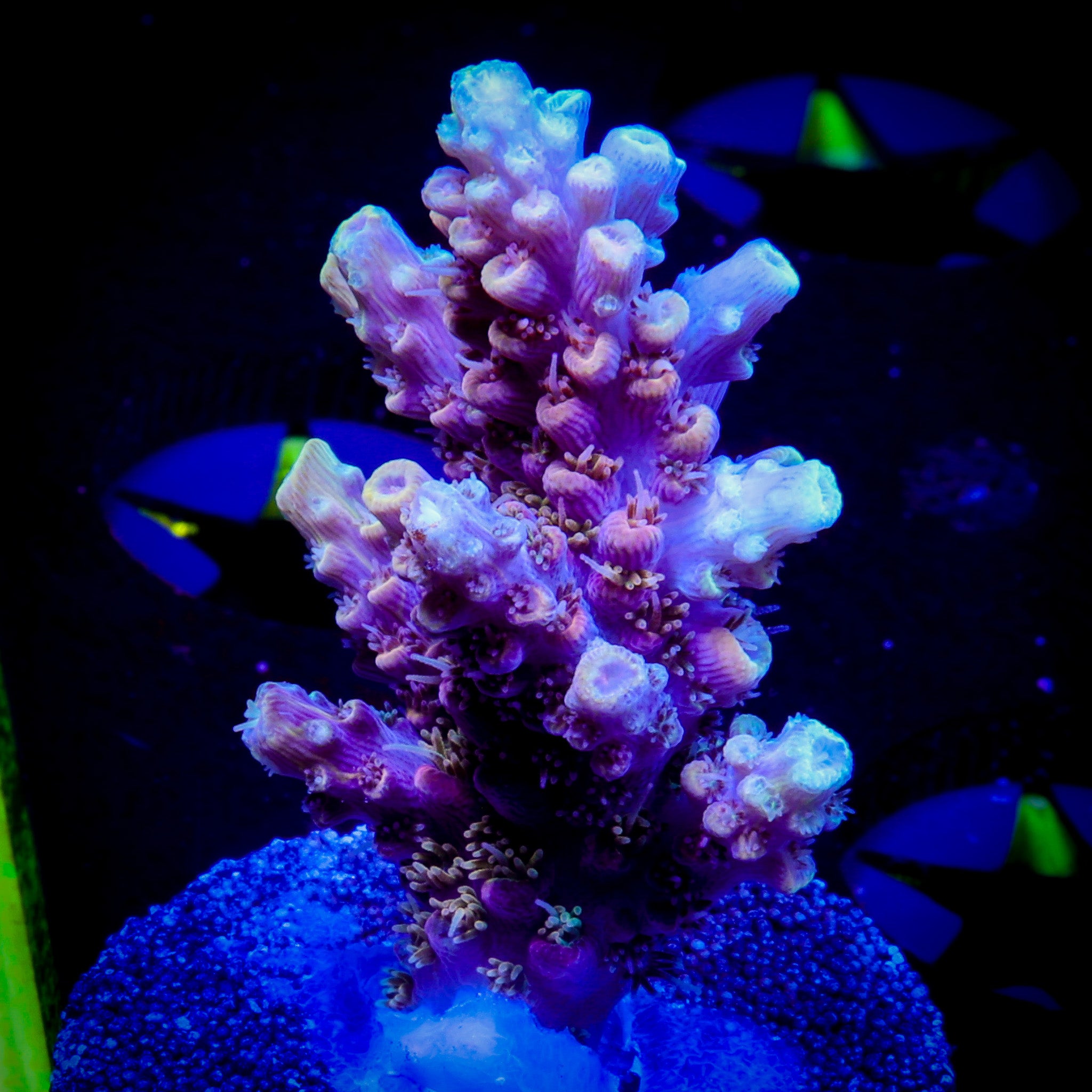 VOODOO MAGIC ACROPORA