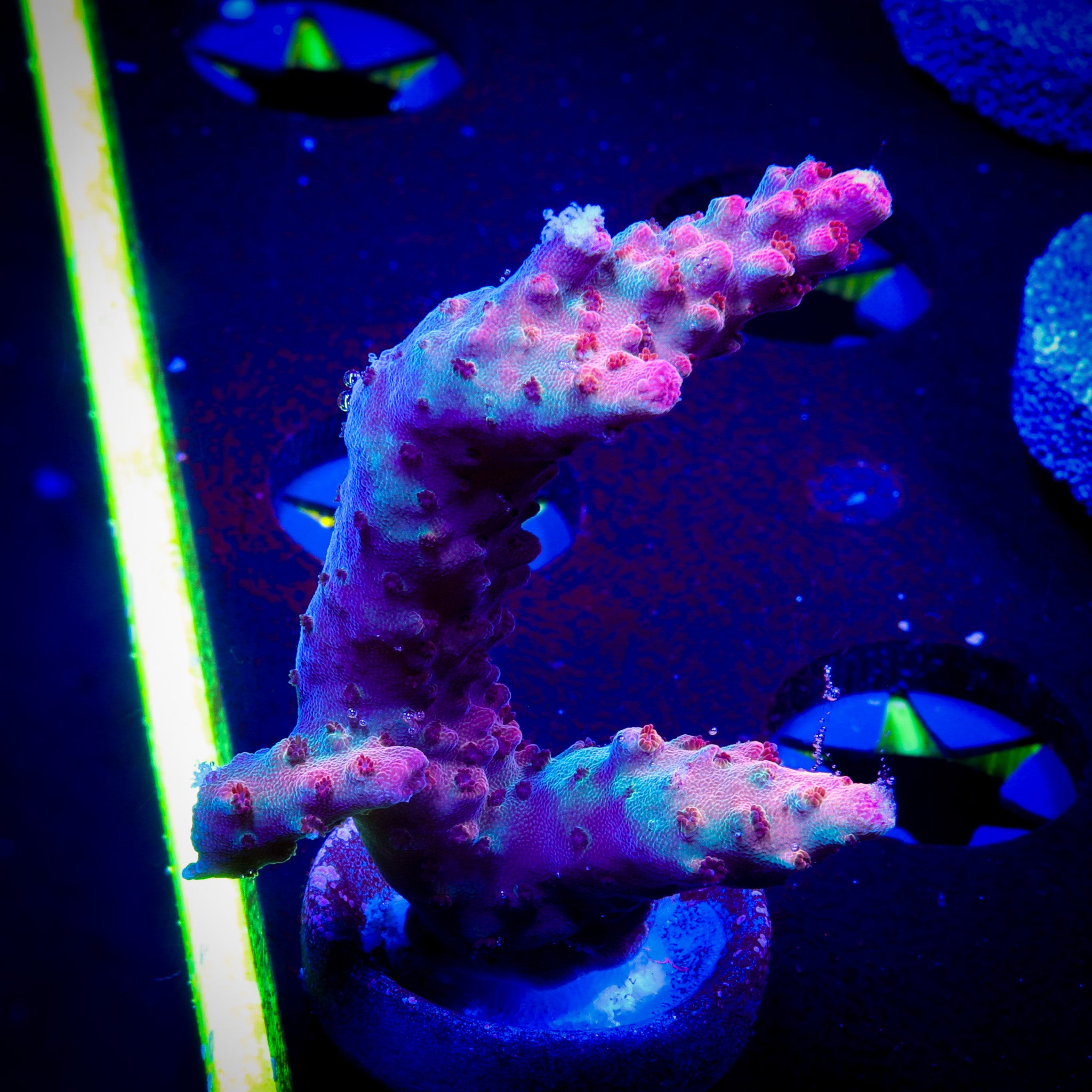 OPTIMUS PRIME ACROPORA