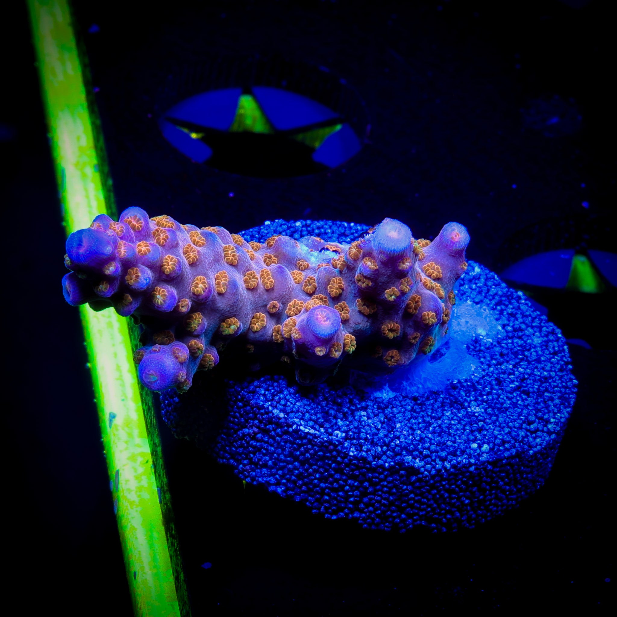 JF JOLT ACROPORA