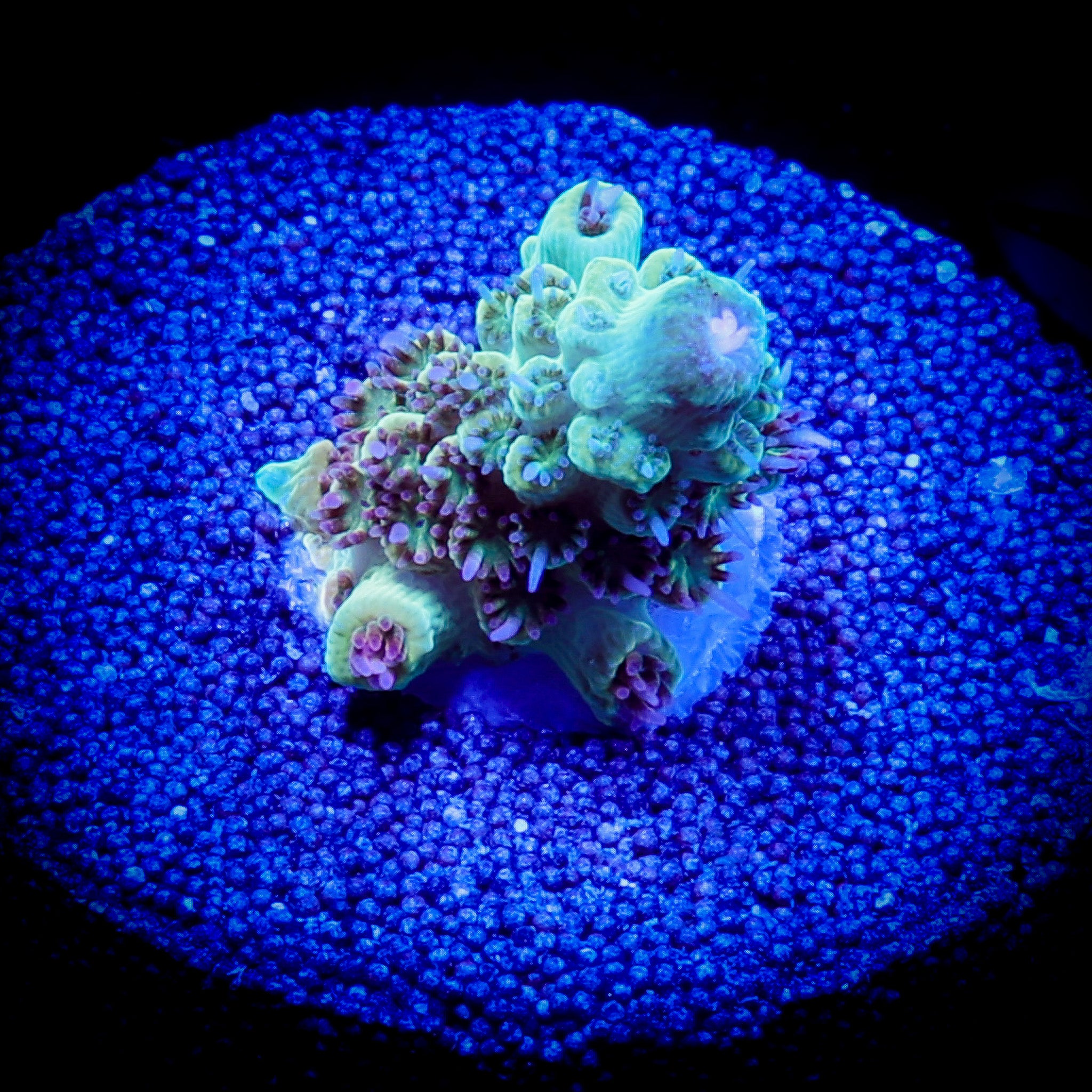 PIKACHU ACROPORA