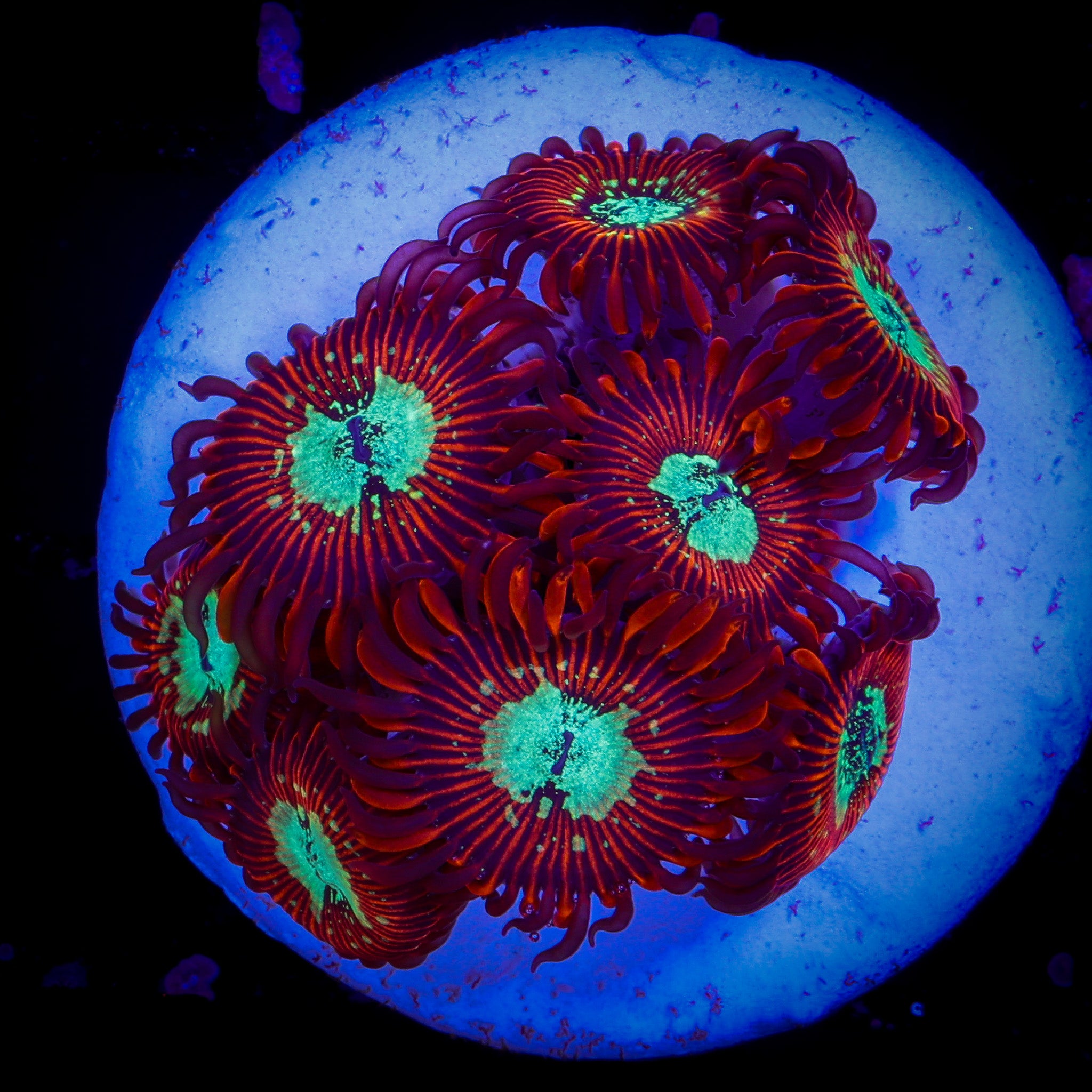 MAGICIAN ZOA
