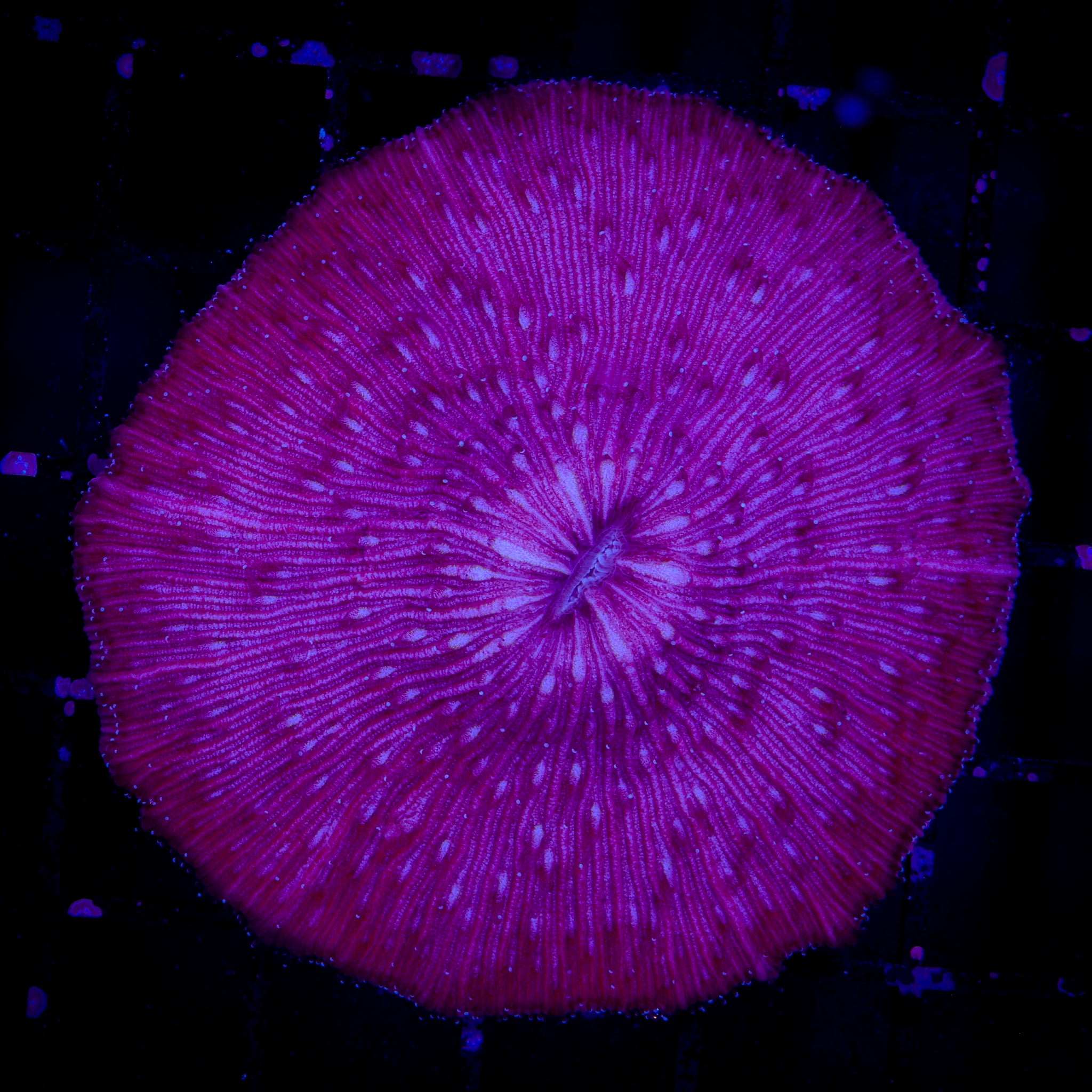 PURPLE FUNGIA